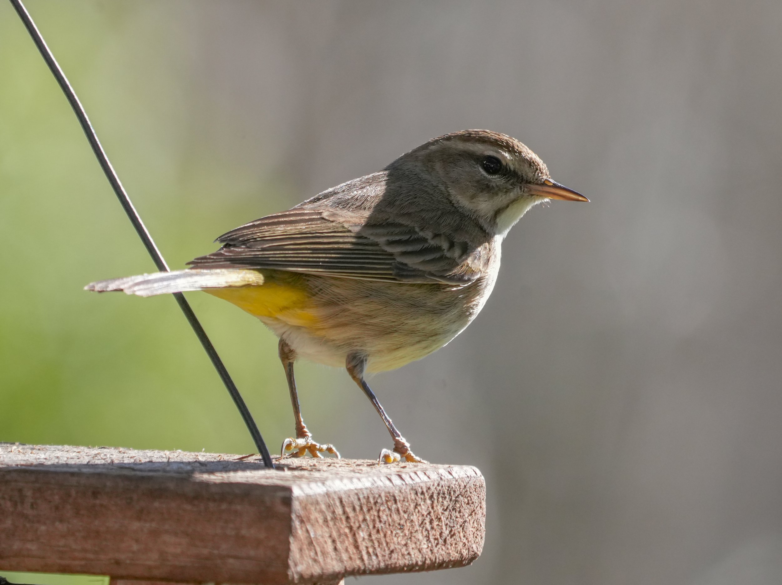 2026-1-1 - Eustis FL - Palm Warbler 1.jpg