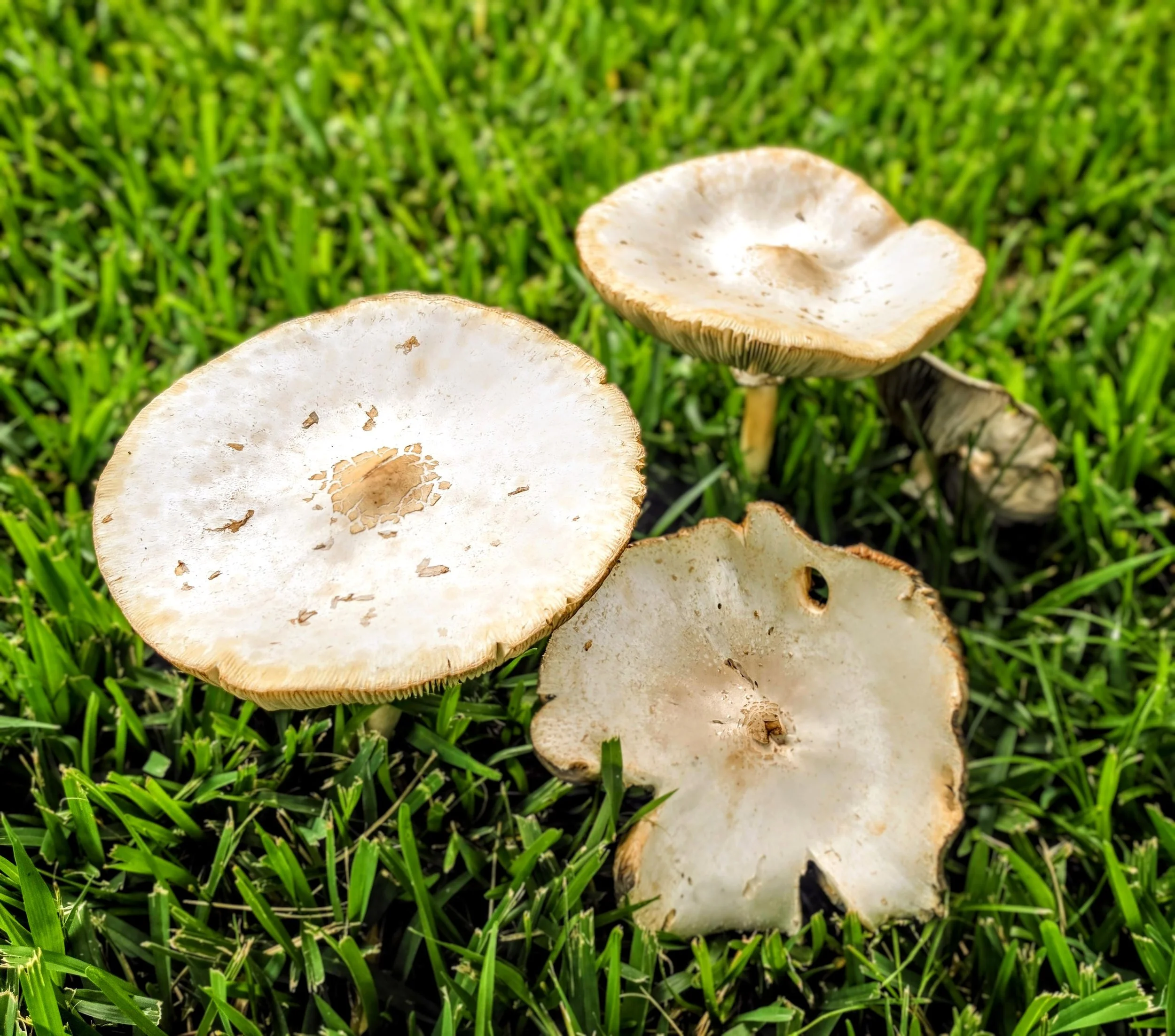 2026-7-6 - Mushrooms.jpg