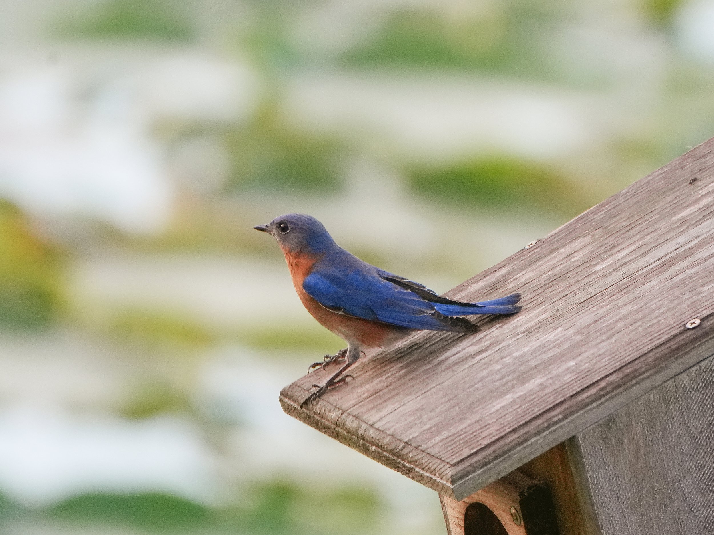 2026-1-10 -Bluebird - male 0b.jpg