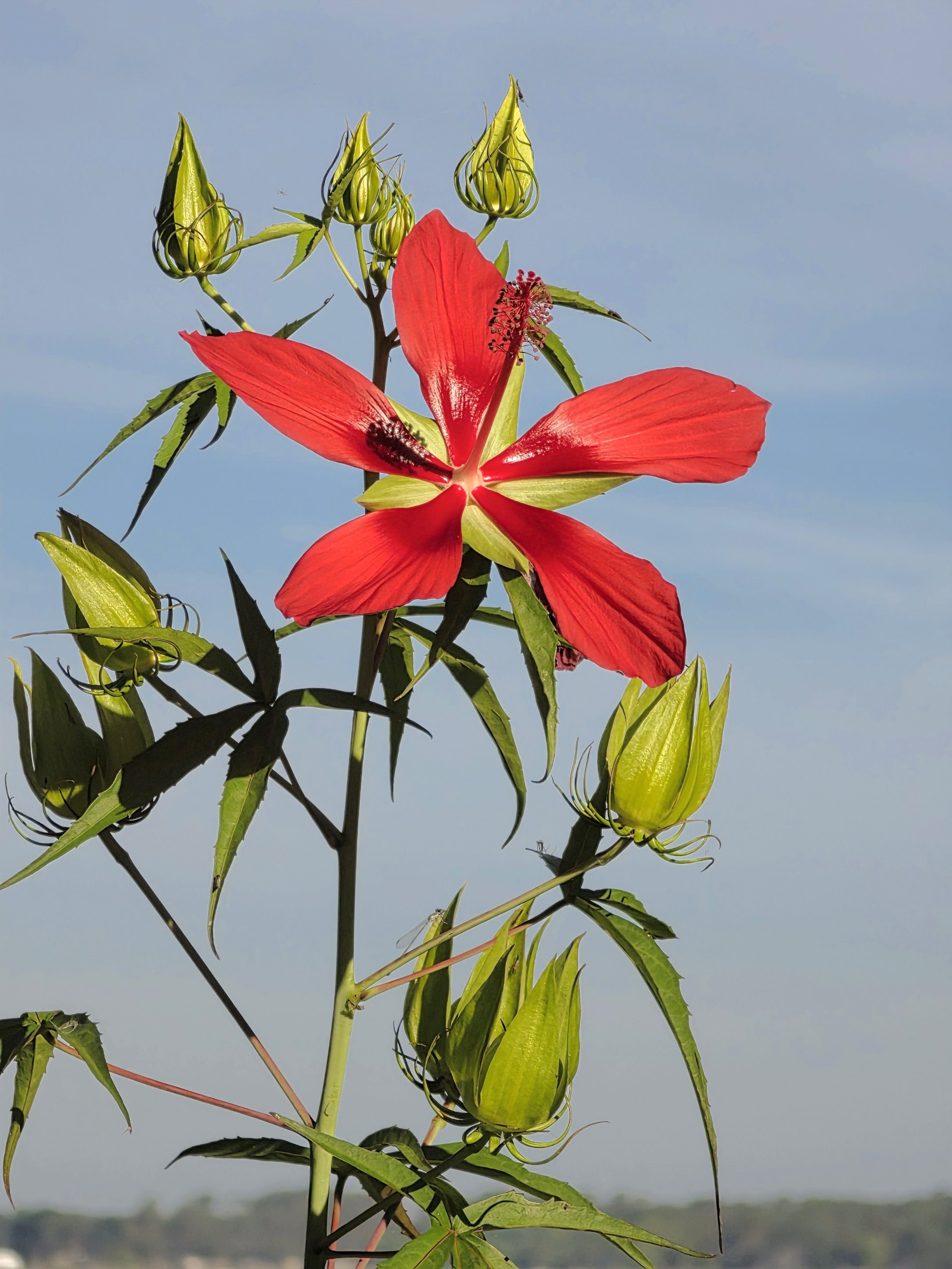 2026-6-18 - Scarlet Rosemallow or Swamp Hibiscus (1).jpg