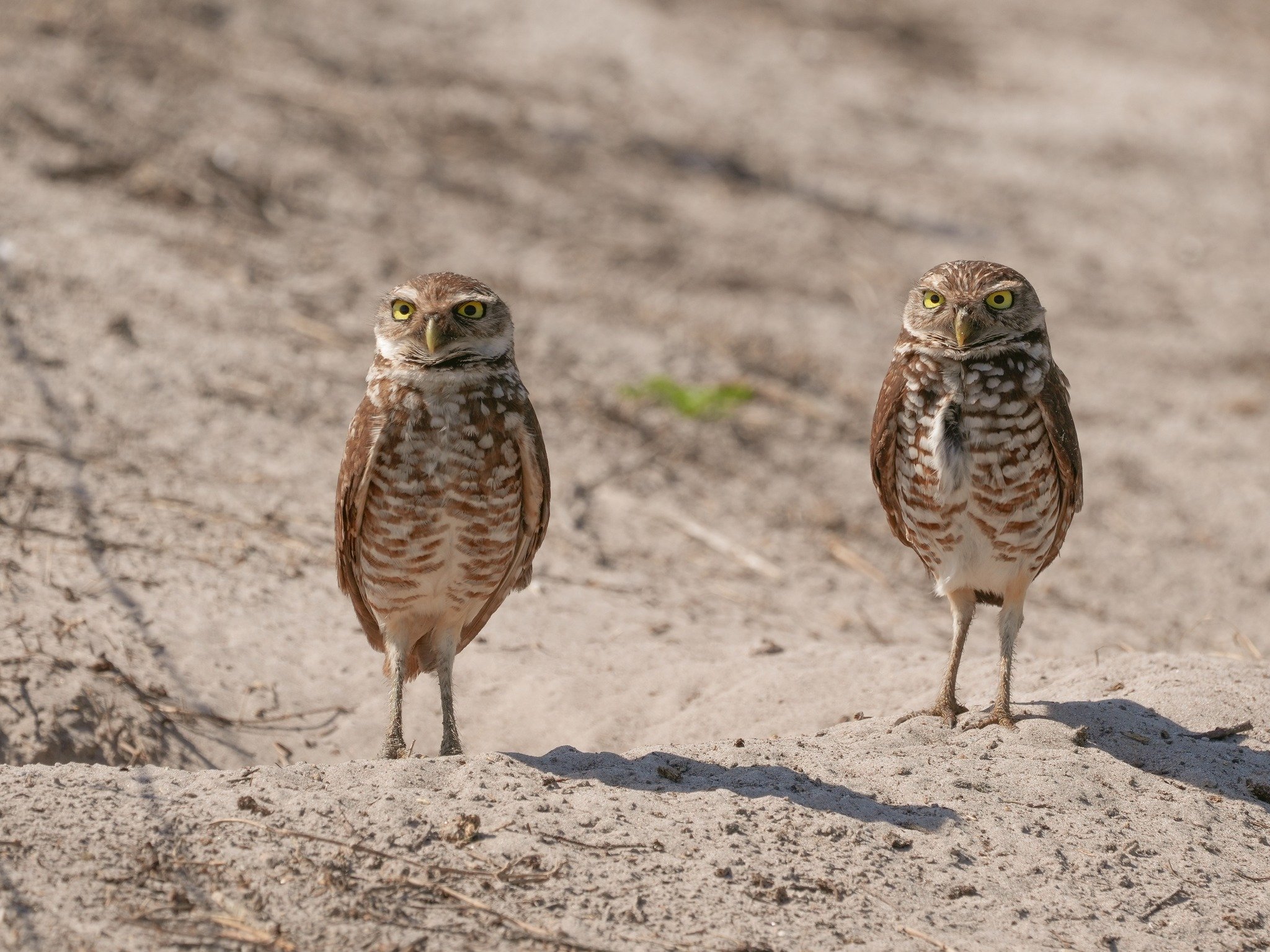 2026-3-28 - Pair of Burrowng Owls - Osceola County.jpg