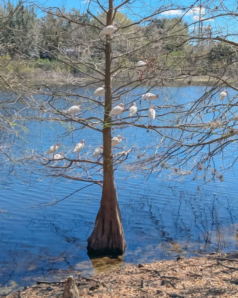 2026-3-2 - Ibis tree.jpg