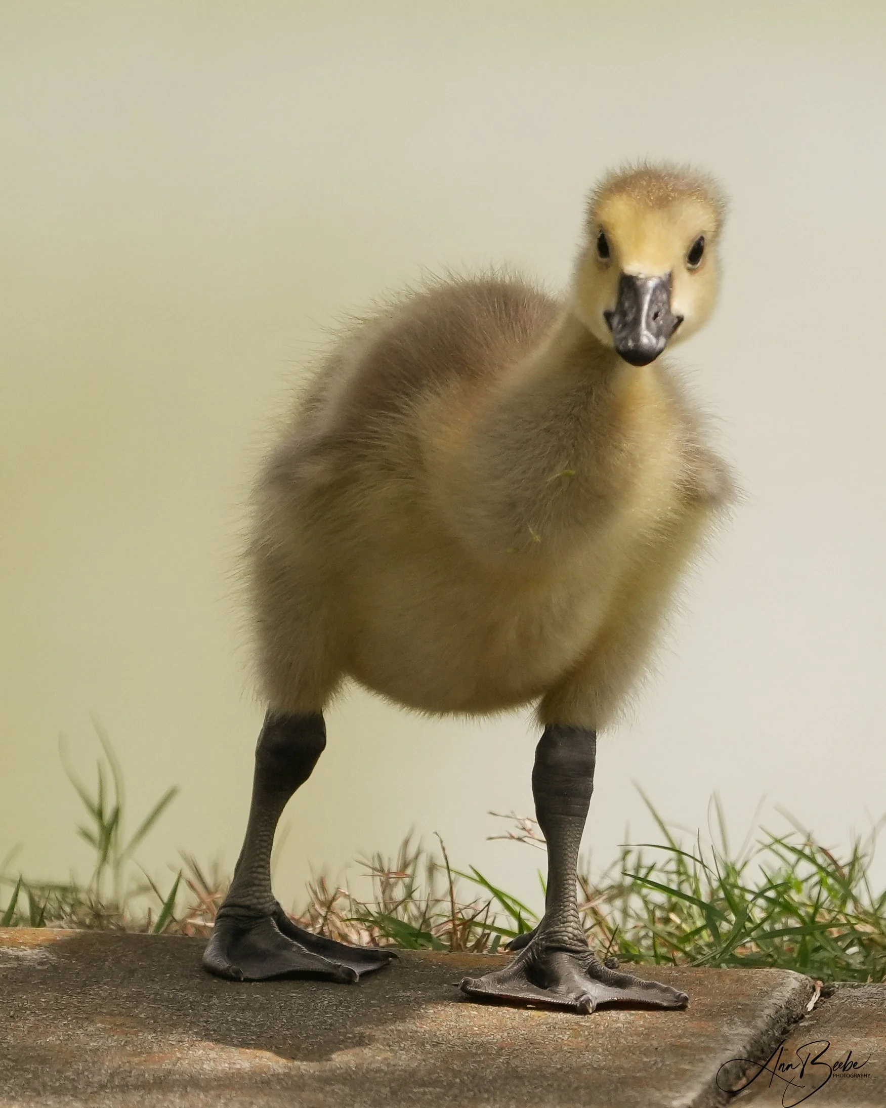 Canada Goose baby 0 - signed.jpg