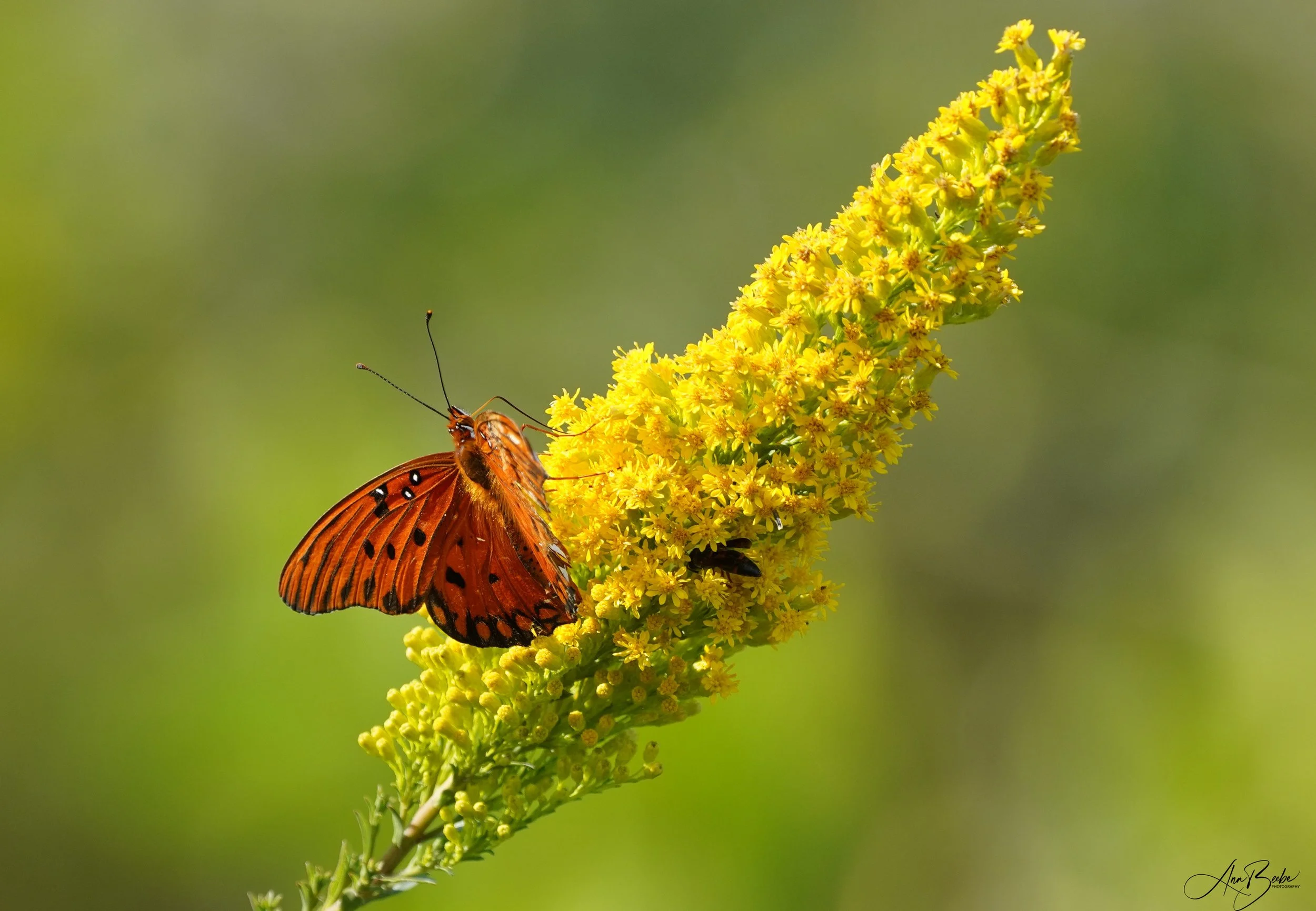 Butterfly on yellow flower - signed.jpg