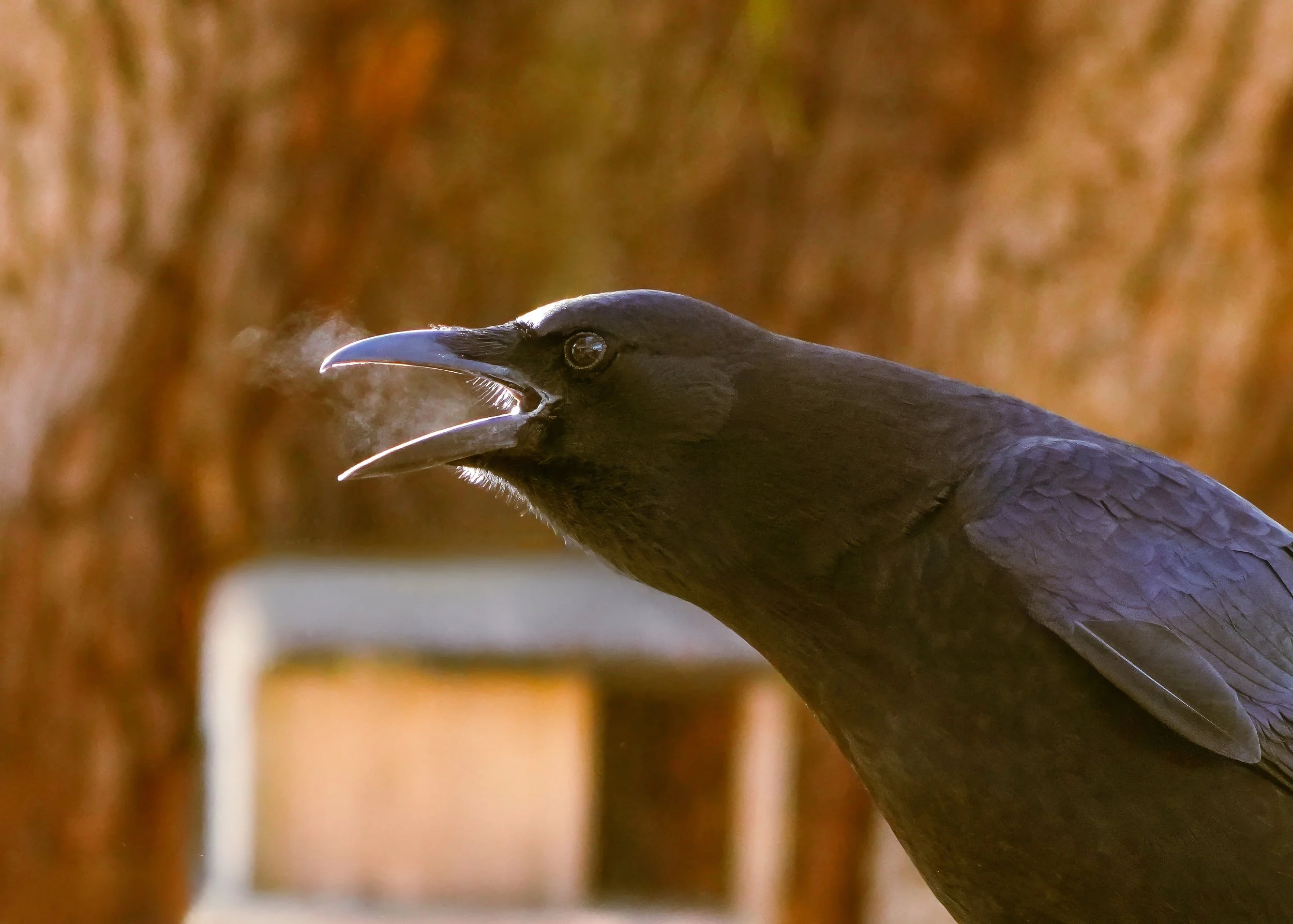 Day 12: American Crow on my back deck. Temperatures dropped overnight and it was cold enough this morning for me to actually capture his breath as he called out the morning peanut alert!