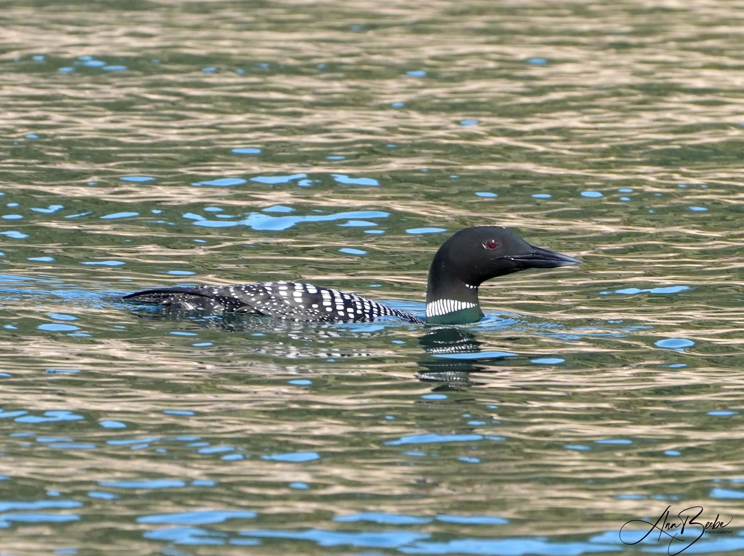 Common Loon 1 - signed.jpg