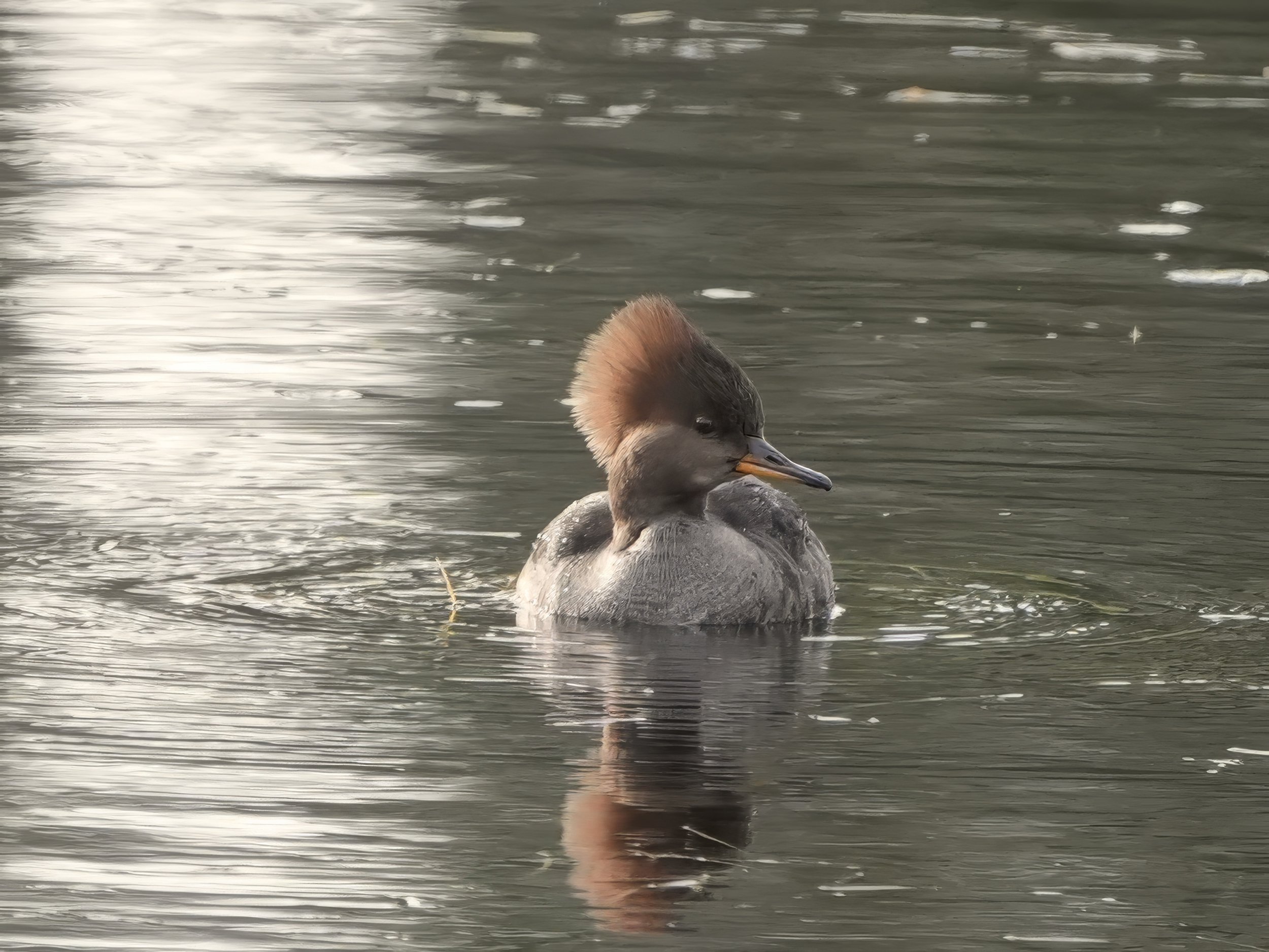 2026-1-21 - Eustis FL - Hooded Merganzer - female 0.jpg