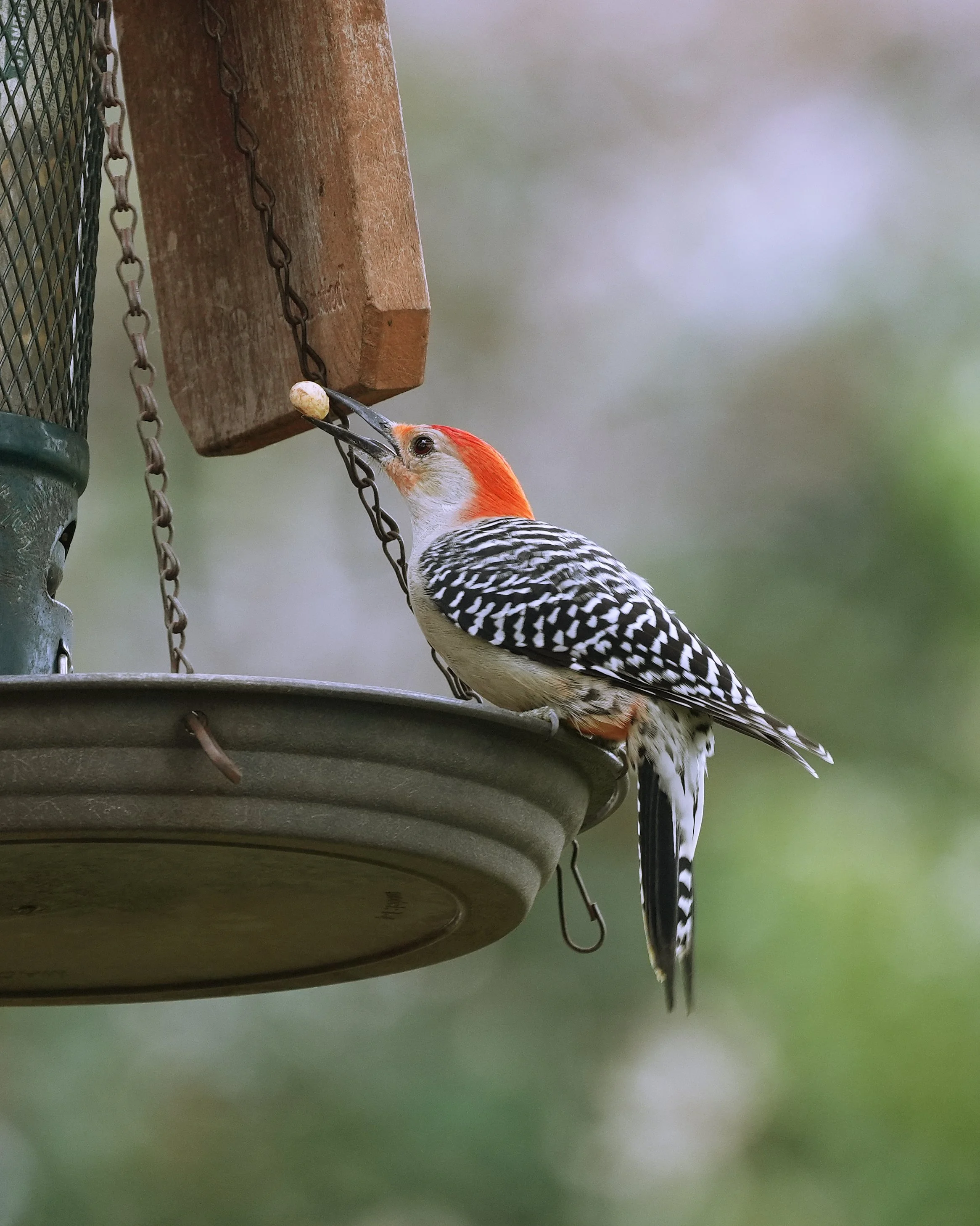 2026-1-5 - Eustis FL - Red-bellied woodpecker with a peanut.jpg