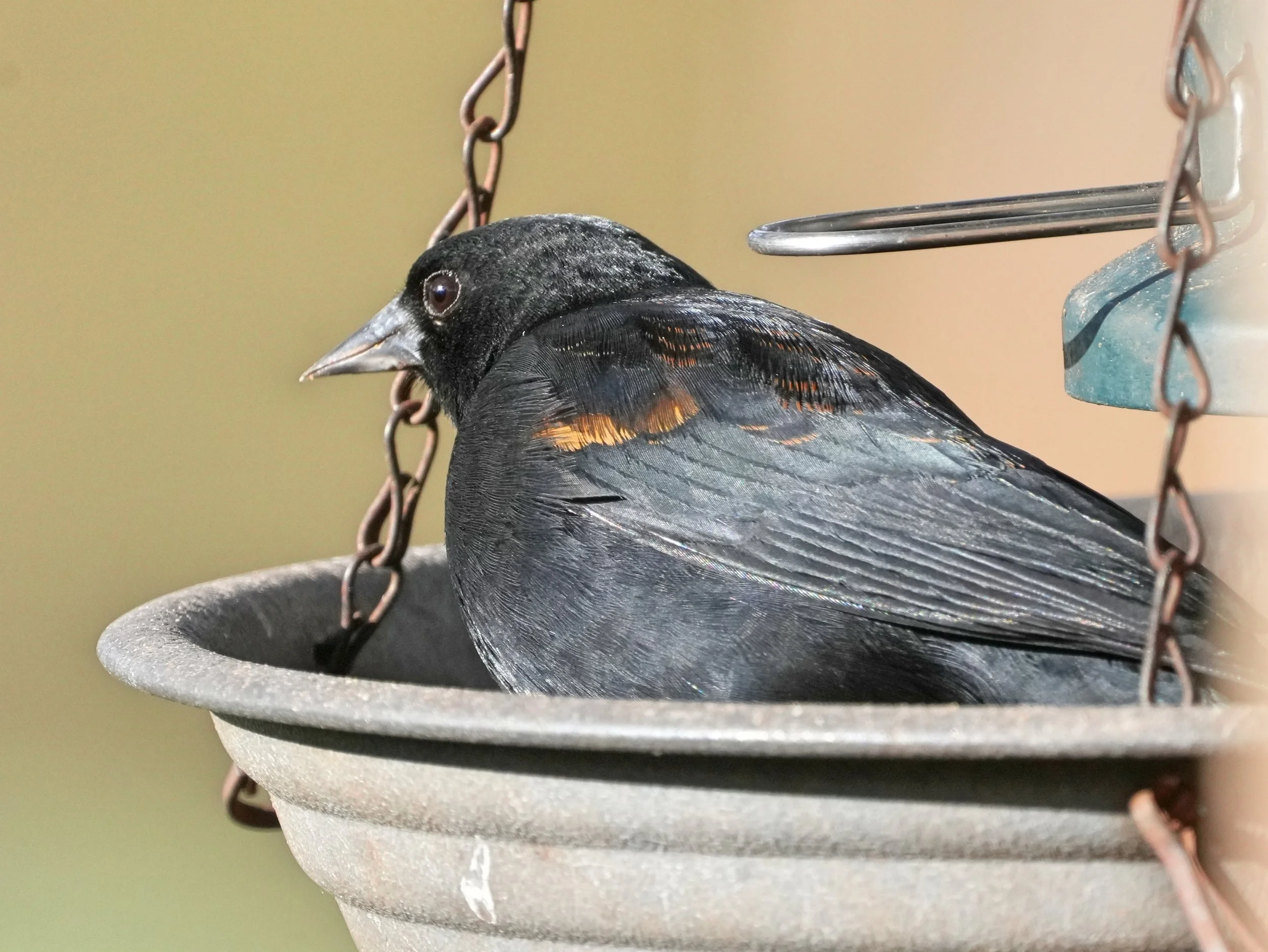 2026-1-2 - Eustis FL - Red-winged Blackbird 1.jpg