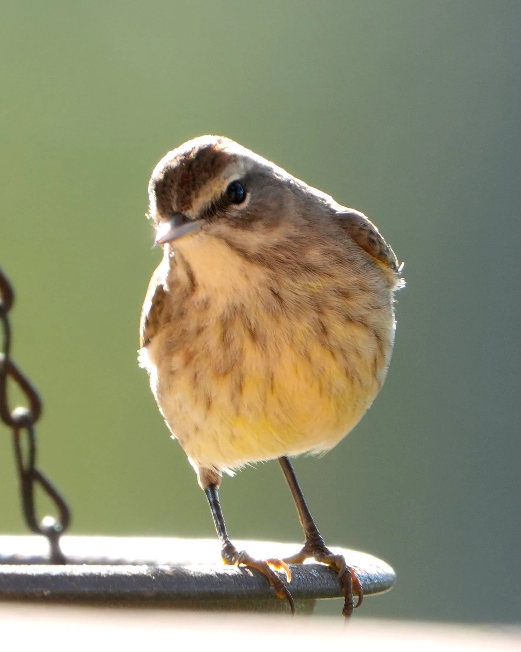 2026-1-3 - Eustis FL - Palm Warbler 0.jpg