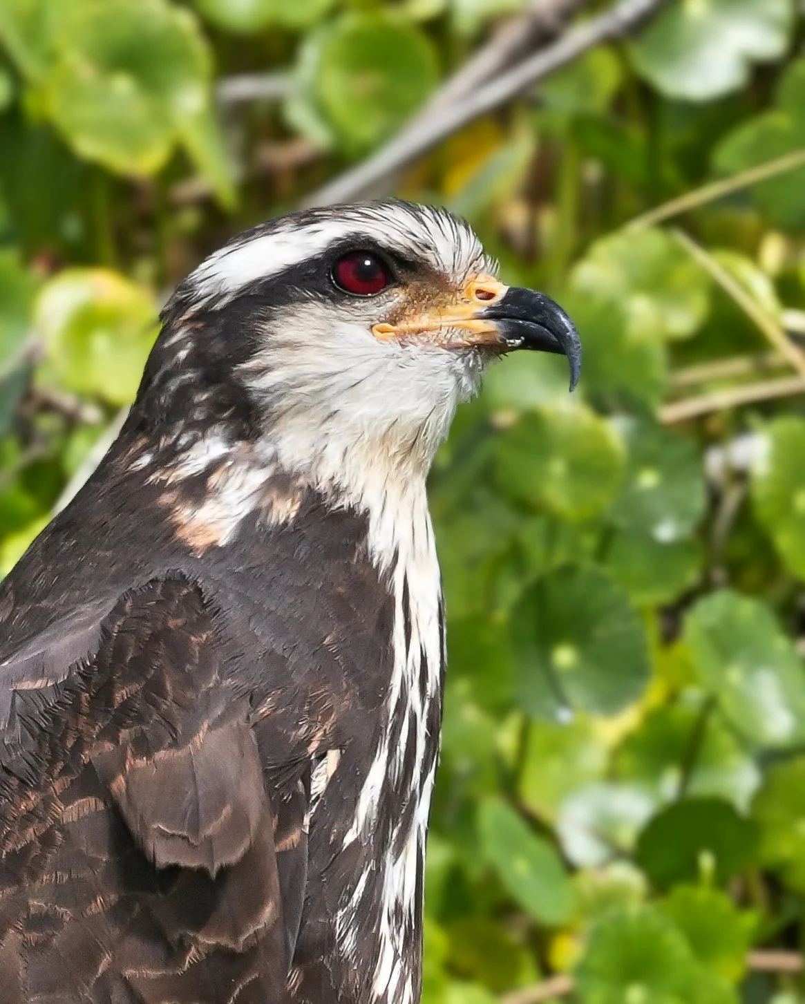 2026-3-31 - Snail Kite at Emeralda Marsh.jpg