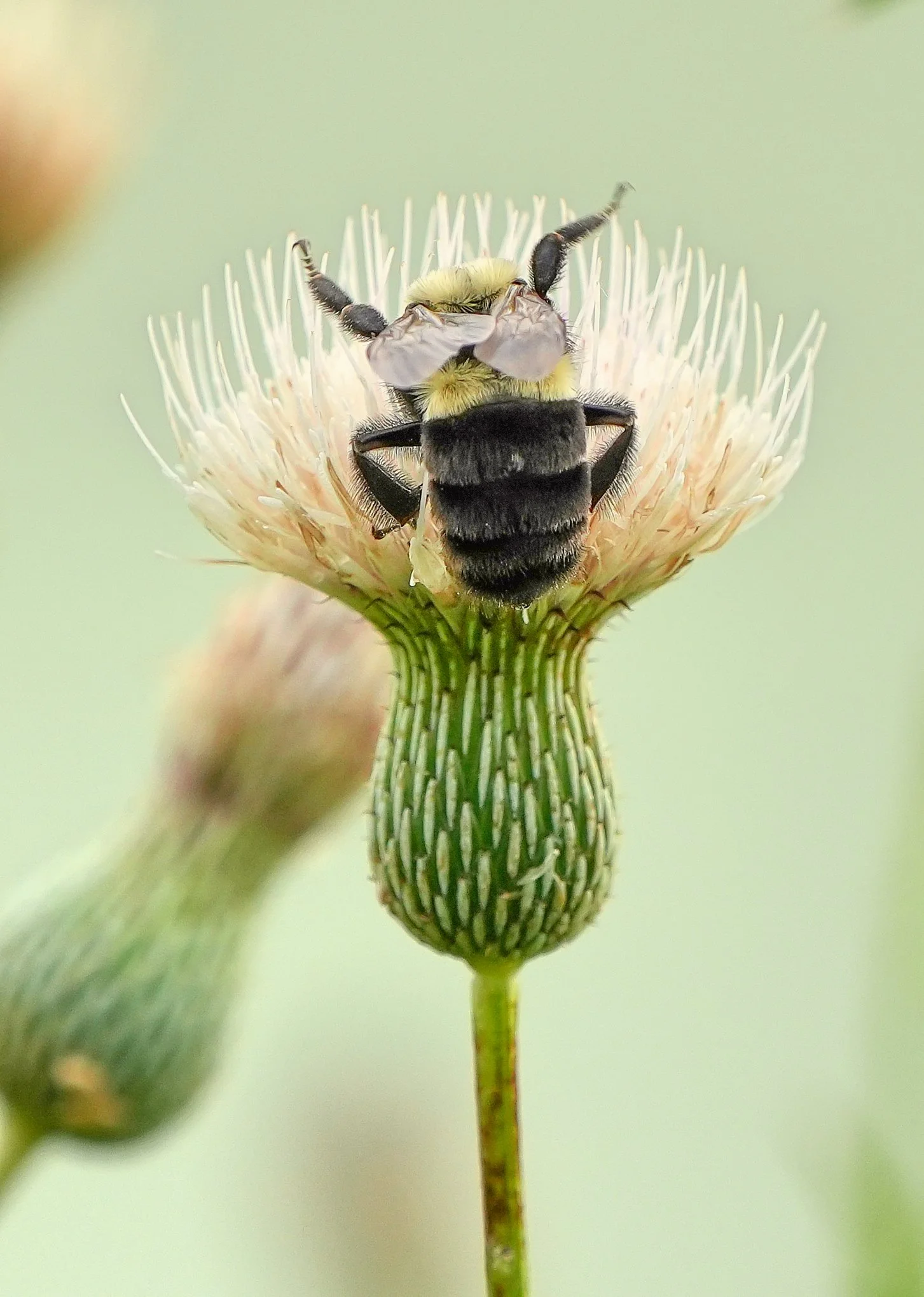 Insects