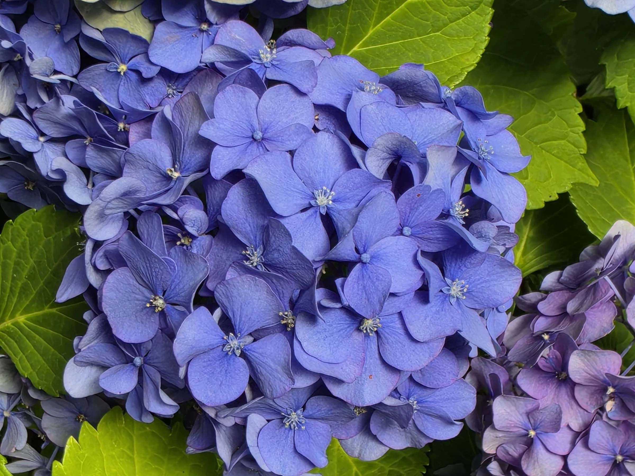 Hydranga in bloom small.jpg