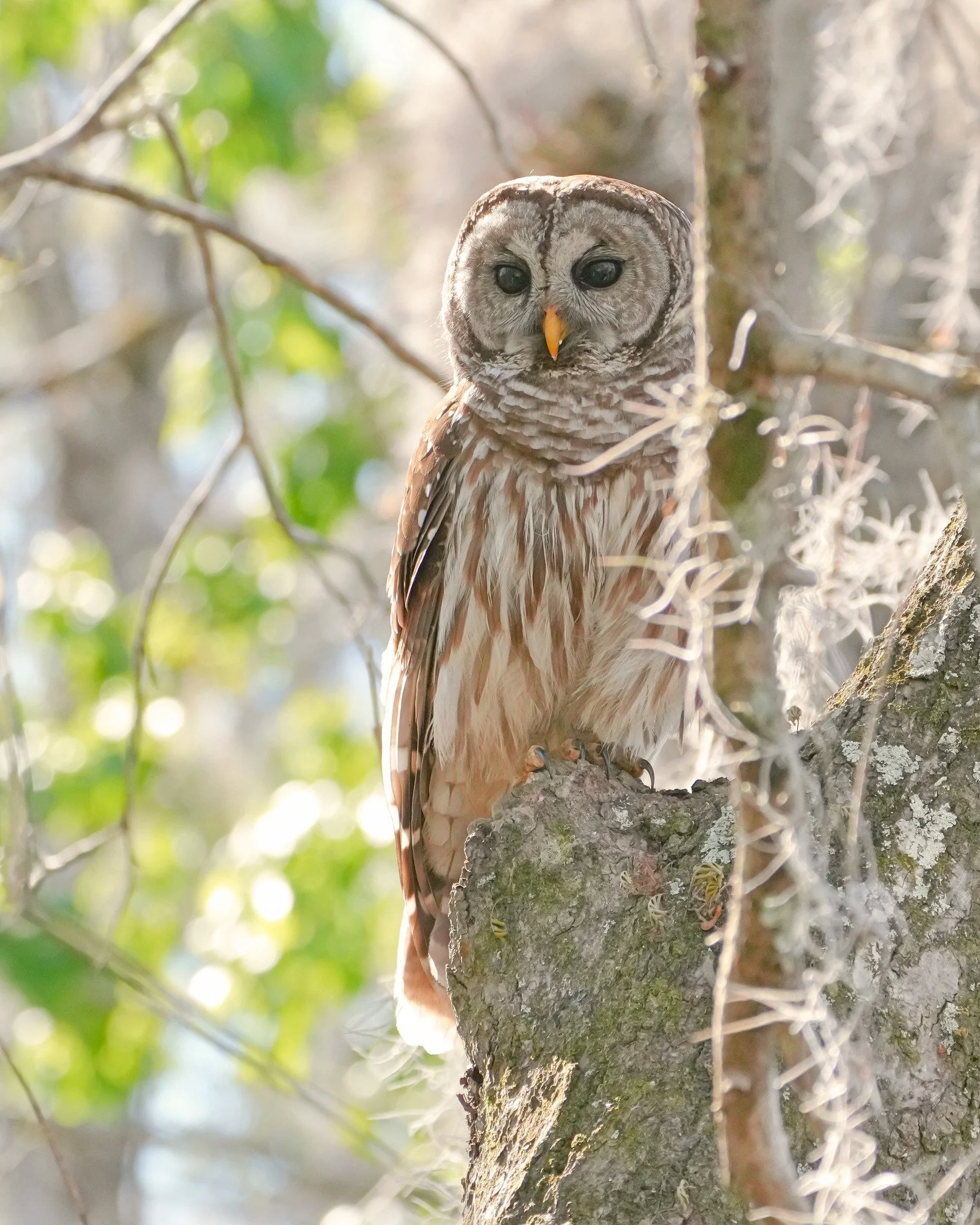 2026-2-21 - Barred Owl at St Johns River.jpg