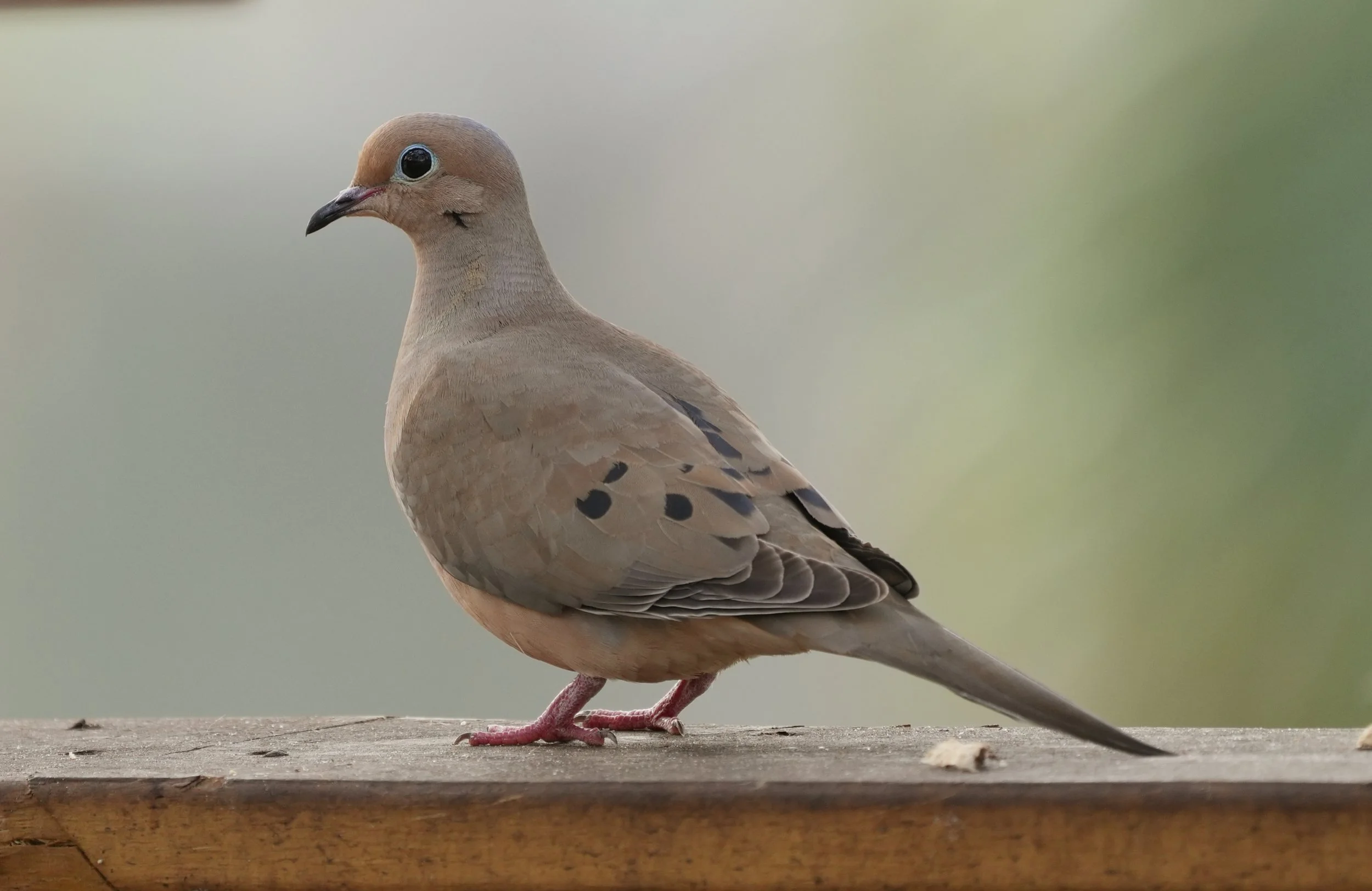 2026-3-6 - Mourning Dove 2.jpg
