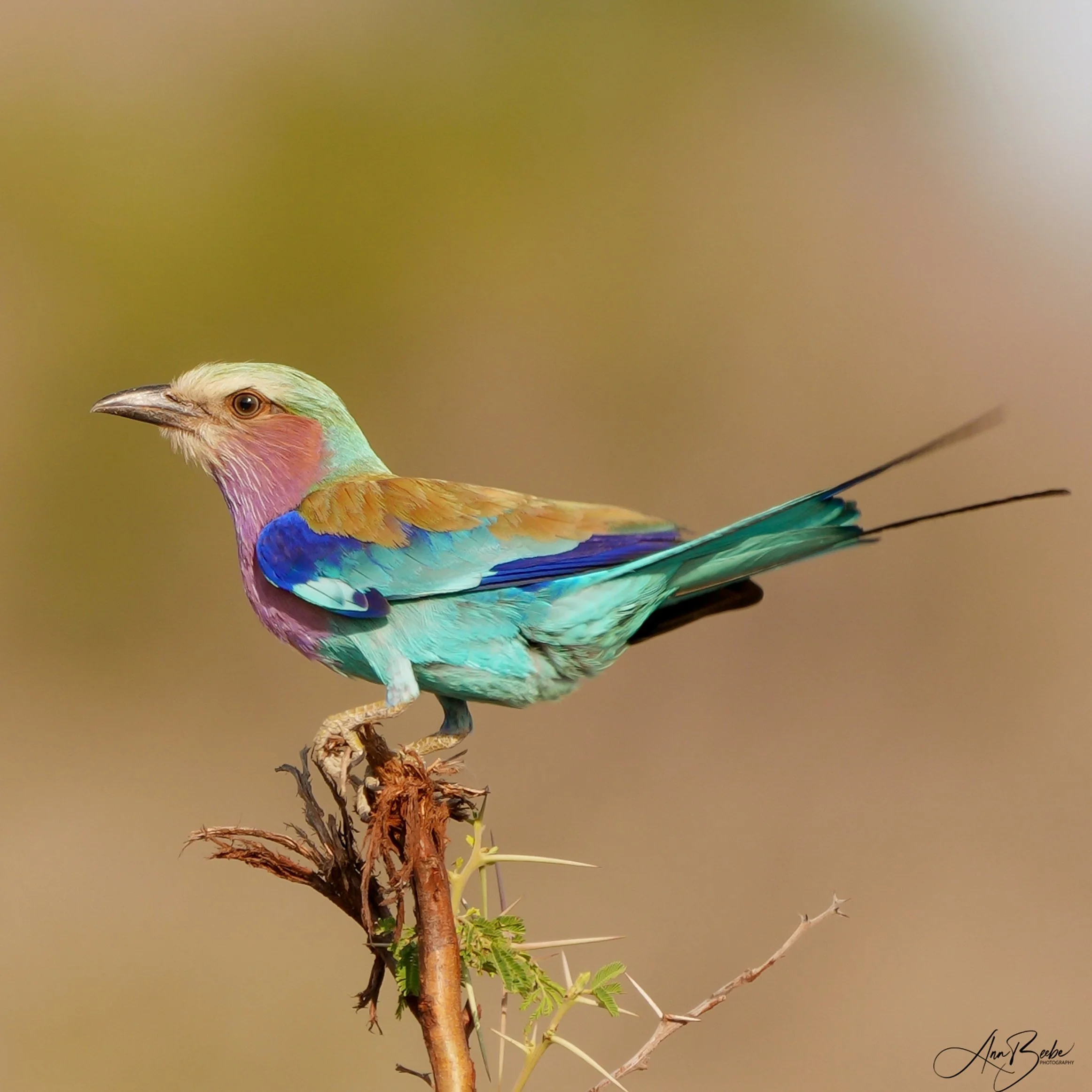 0 Mixtiles Lilac-breasted Roller 0 - Kruger - signed.jpg