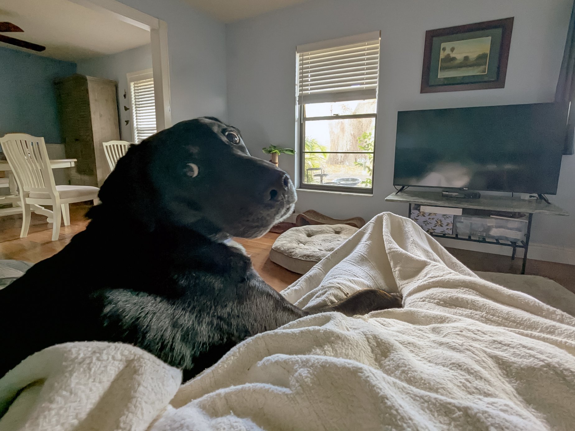 2026-4-23 - Buckley keeping me company when I had a cold.jpg