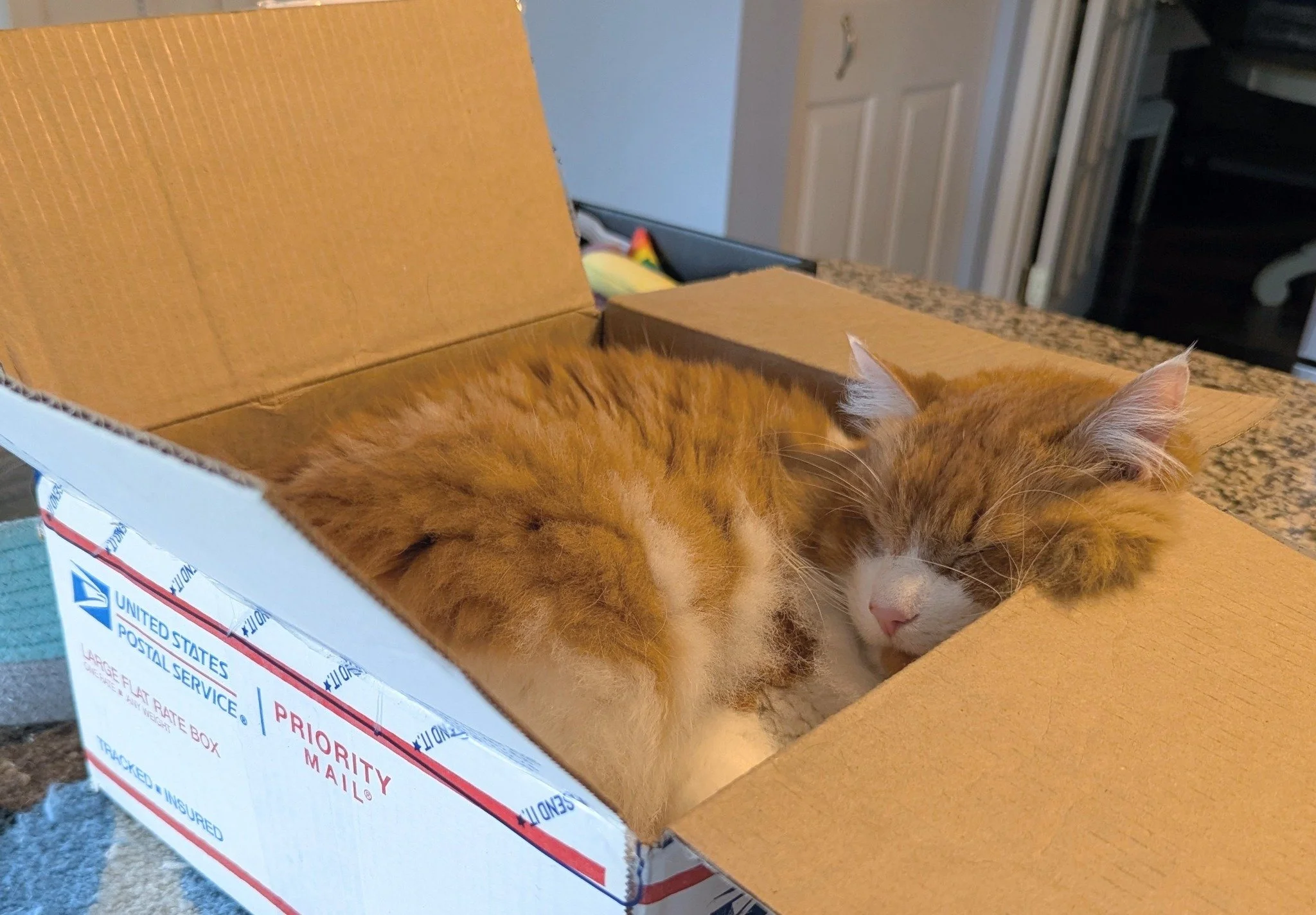 2026-3-25 - Mischief snoozing in a box.jpg