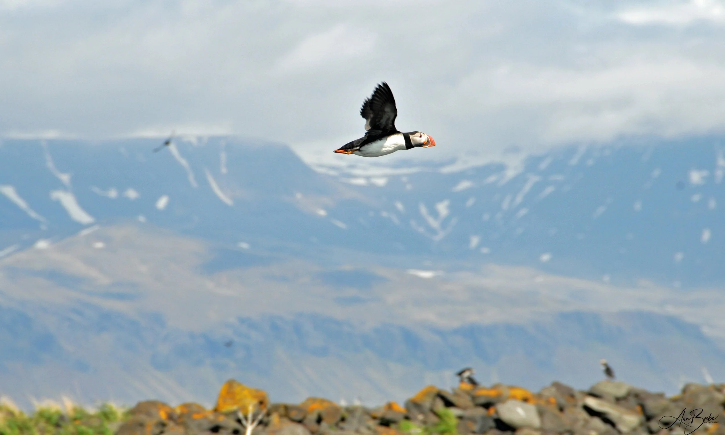 Iceland puffin in flight - signed.jpg