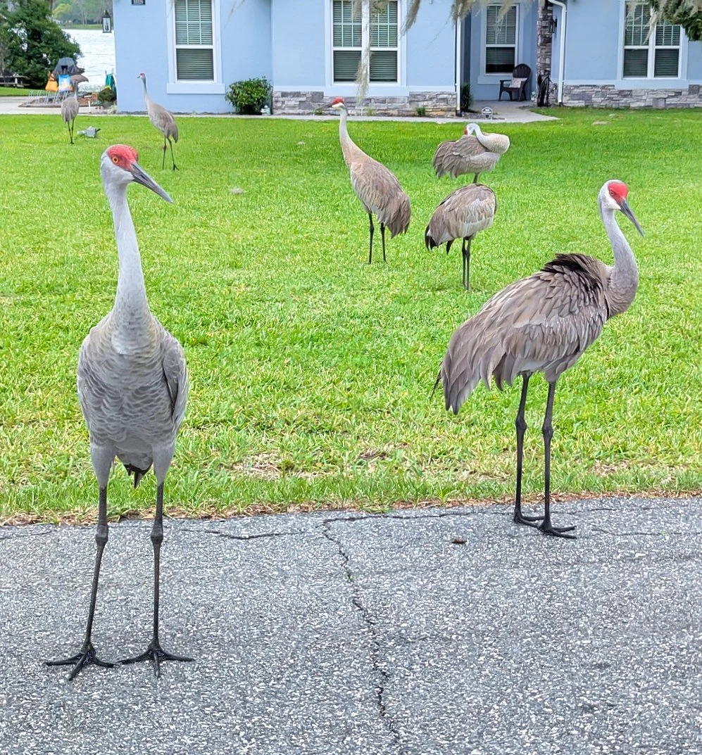 2026-4-7 - yard full of sandhill cranes.jpg