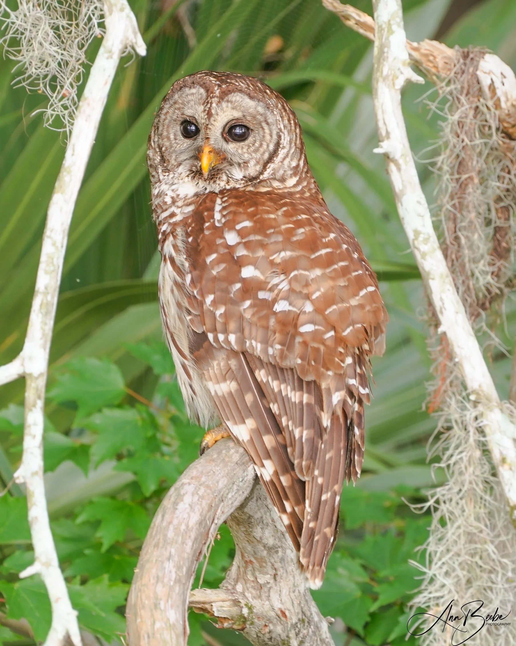 Barred Owl in Cypress Tree 1 signed - small.jpg