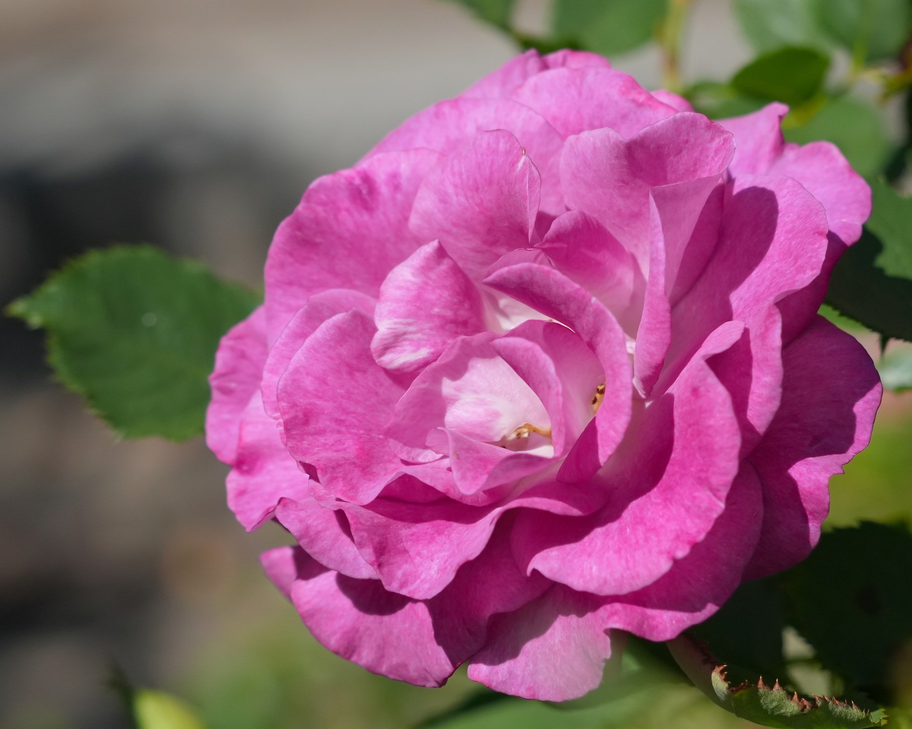 2026-8-9 - Rose at Ballard Locks garden small.jpg