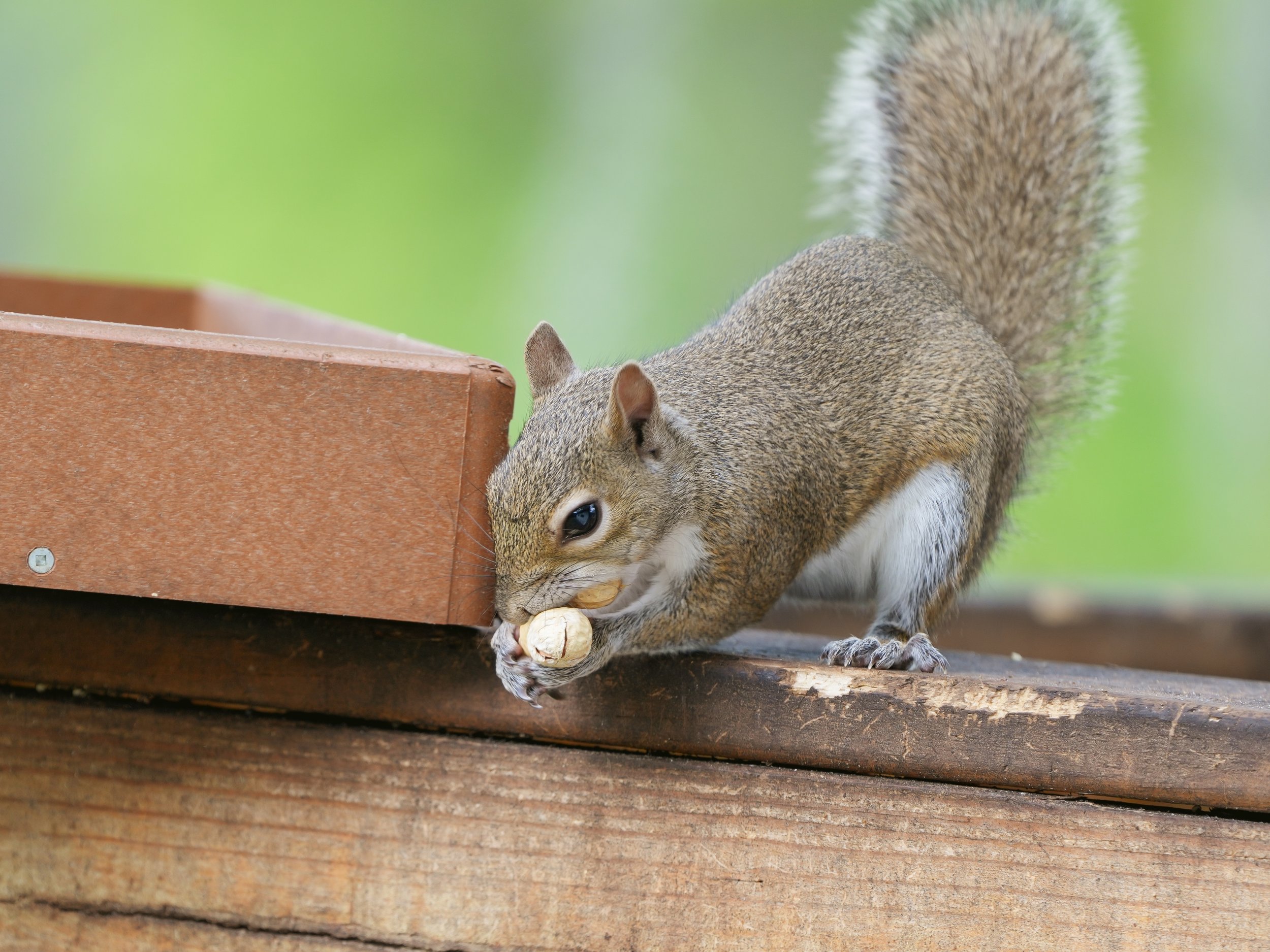 2026-5-22 - Gray Squirrel stuffing peanuts in his mouth (4).JPG