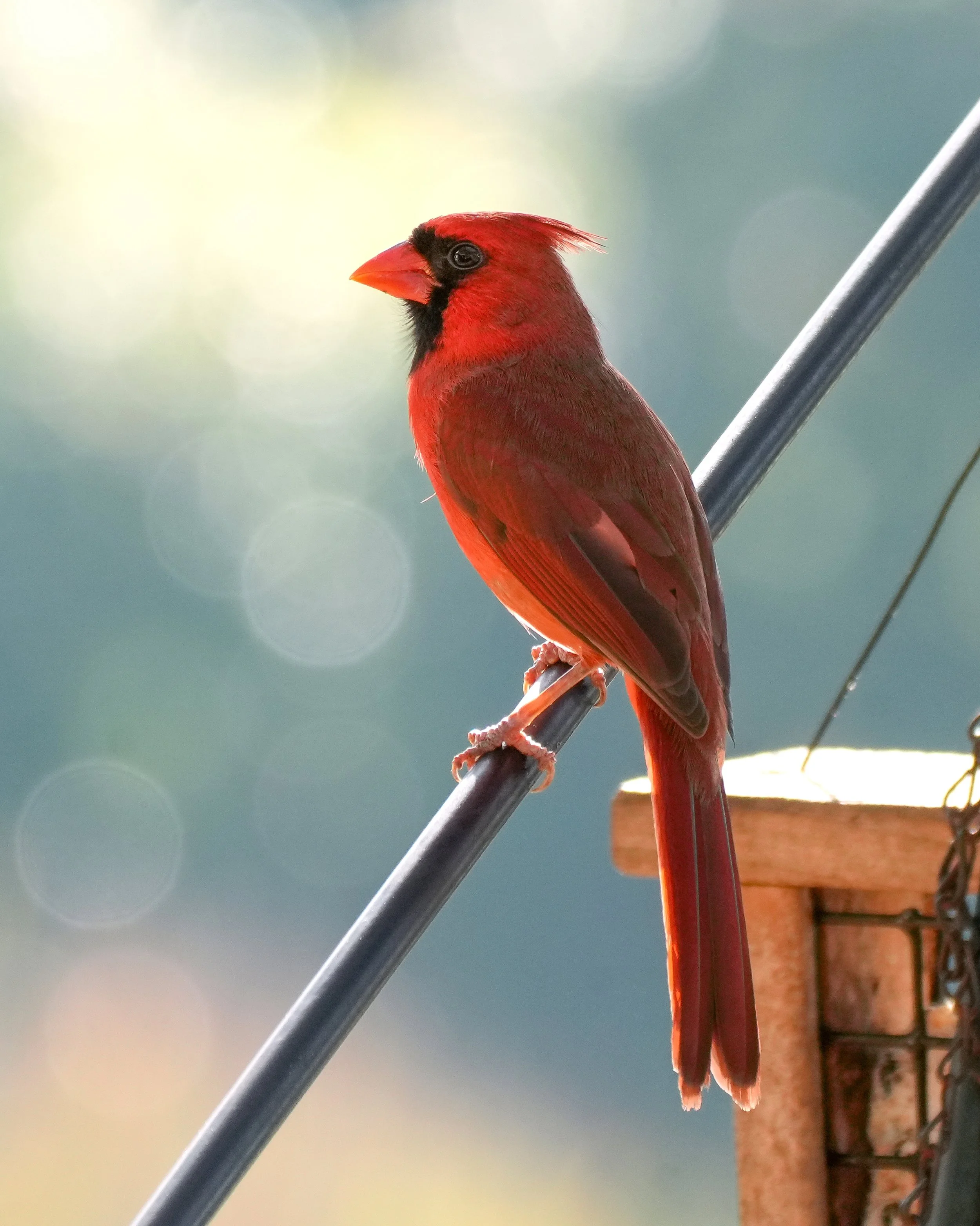 Day 8: This gorgeous male Cardinal enjoyed a meal of suet on a cold morning.
