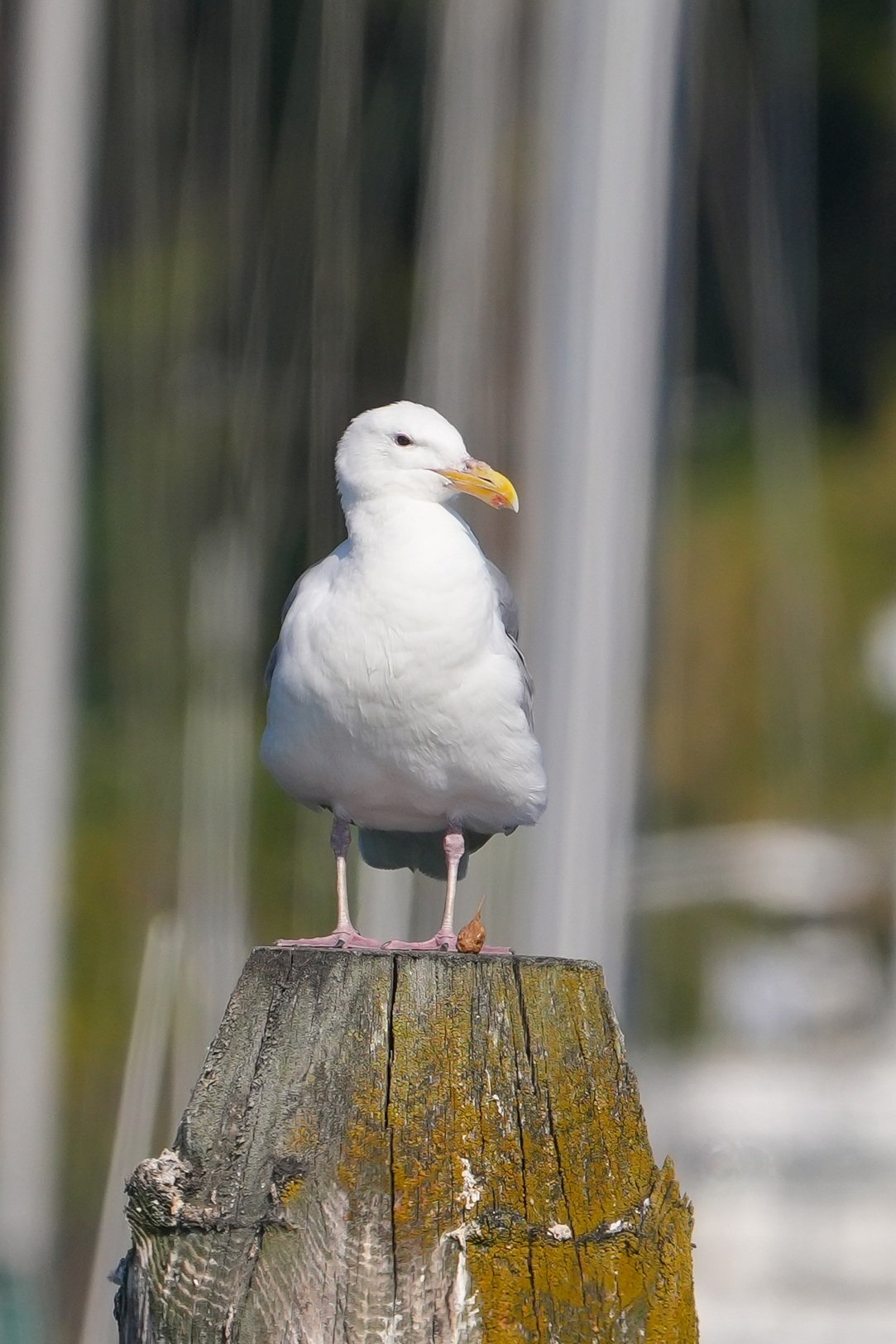 2026-8-6 - Wiley Slough - Herring gull 1 small.jpg