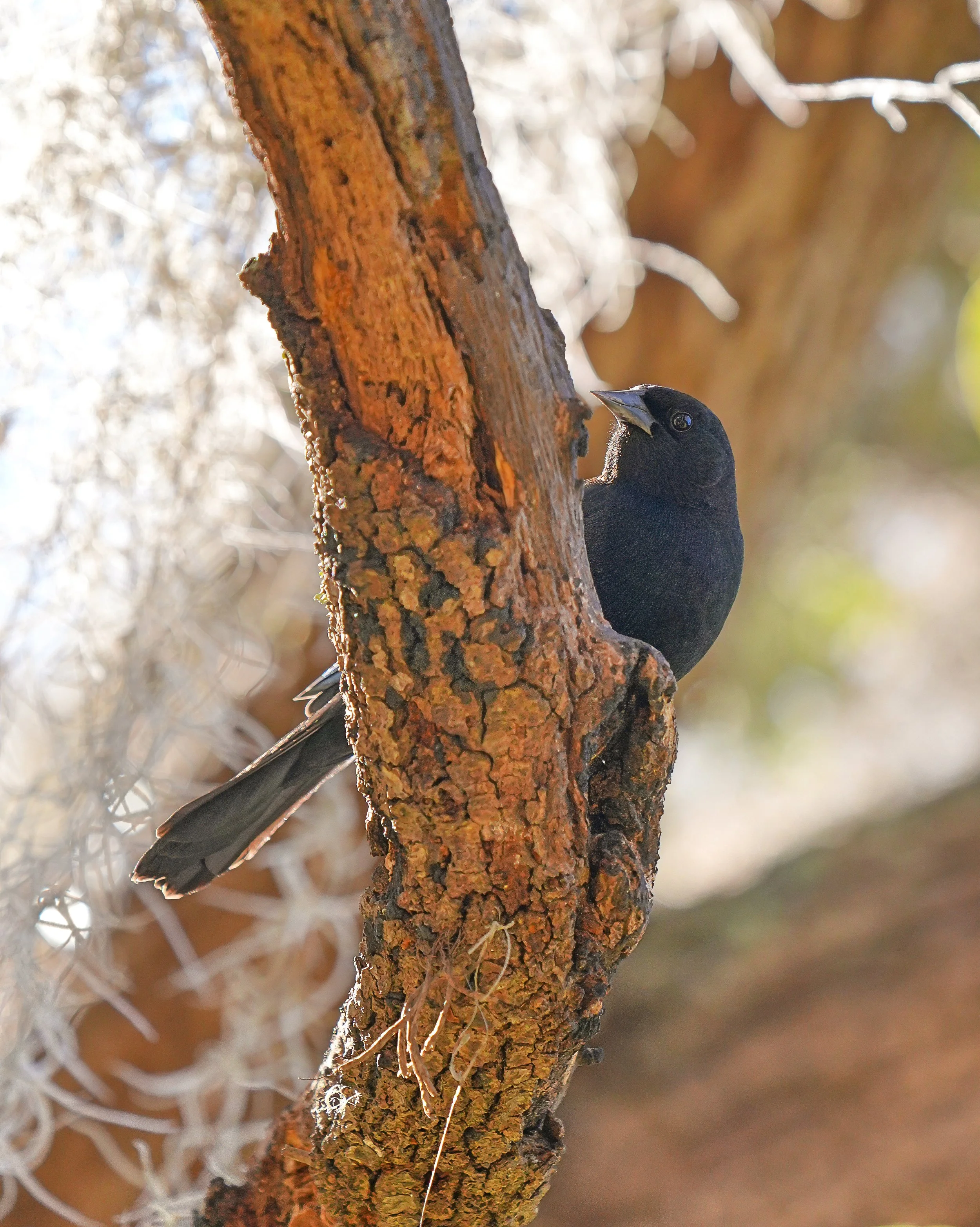 2026-1-20 - Eustis FL - Red-winged blackbird - male 1.jpg
