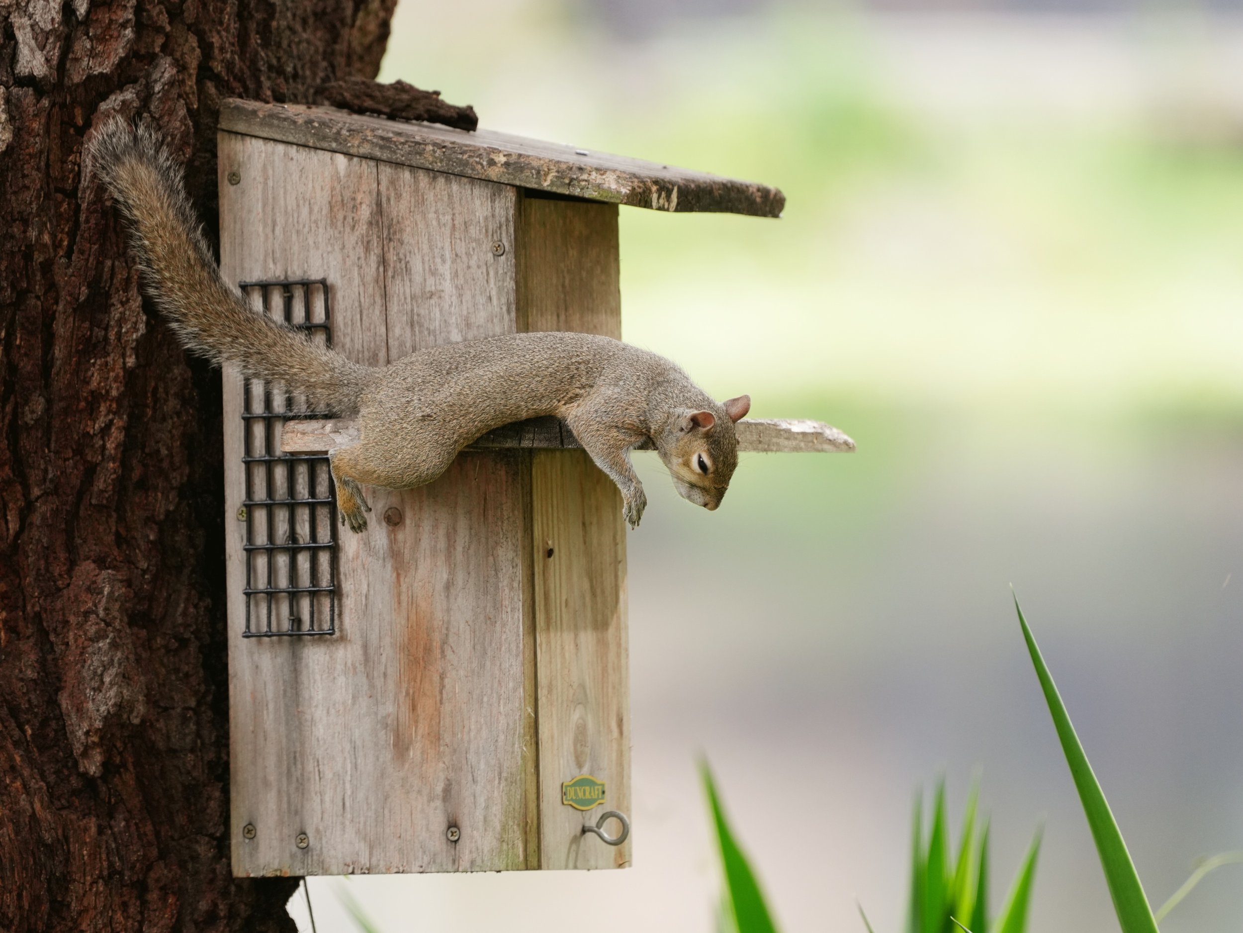 2026-6-15 - Sleepy Gray Squirrel on squirrel box 1- small.jpg