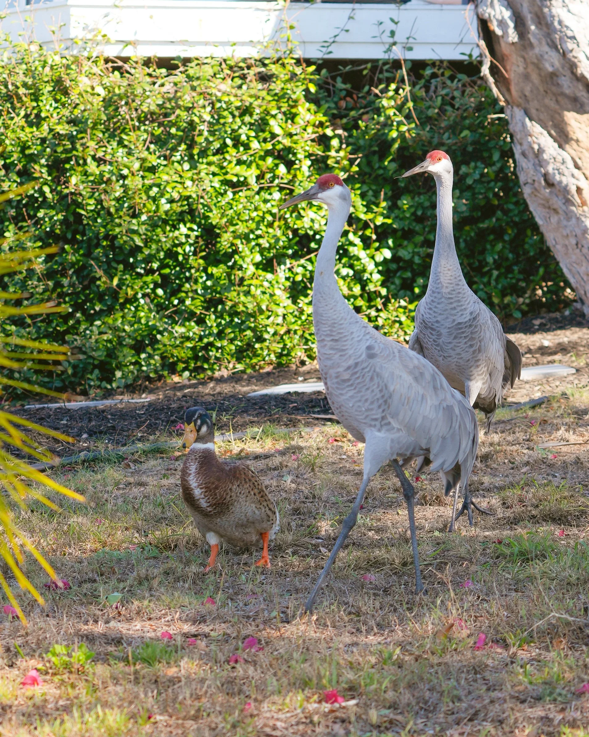 2026-1-19 - Sandhill Cranes with Mallard 2 small.jpg