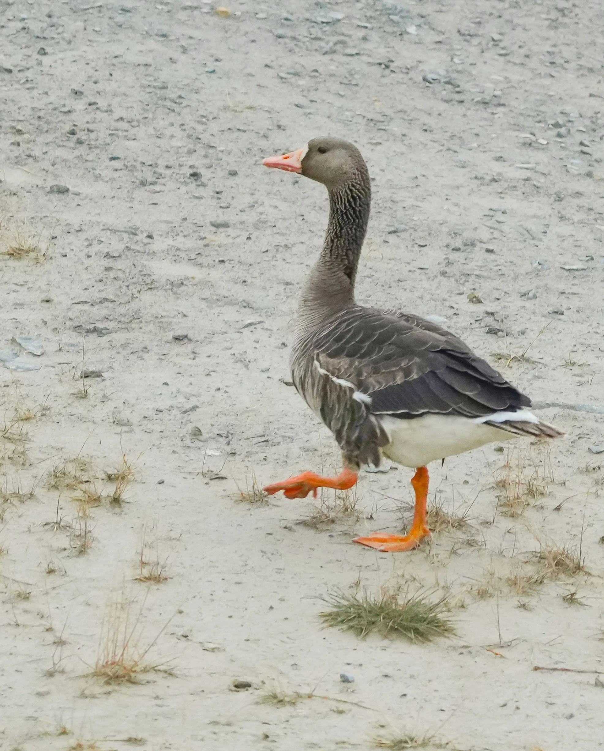 2026-8-20 - Graylag Goose - small.jpg