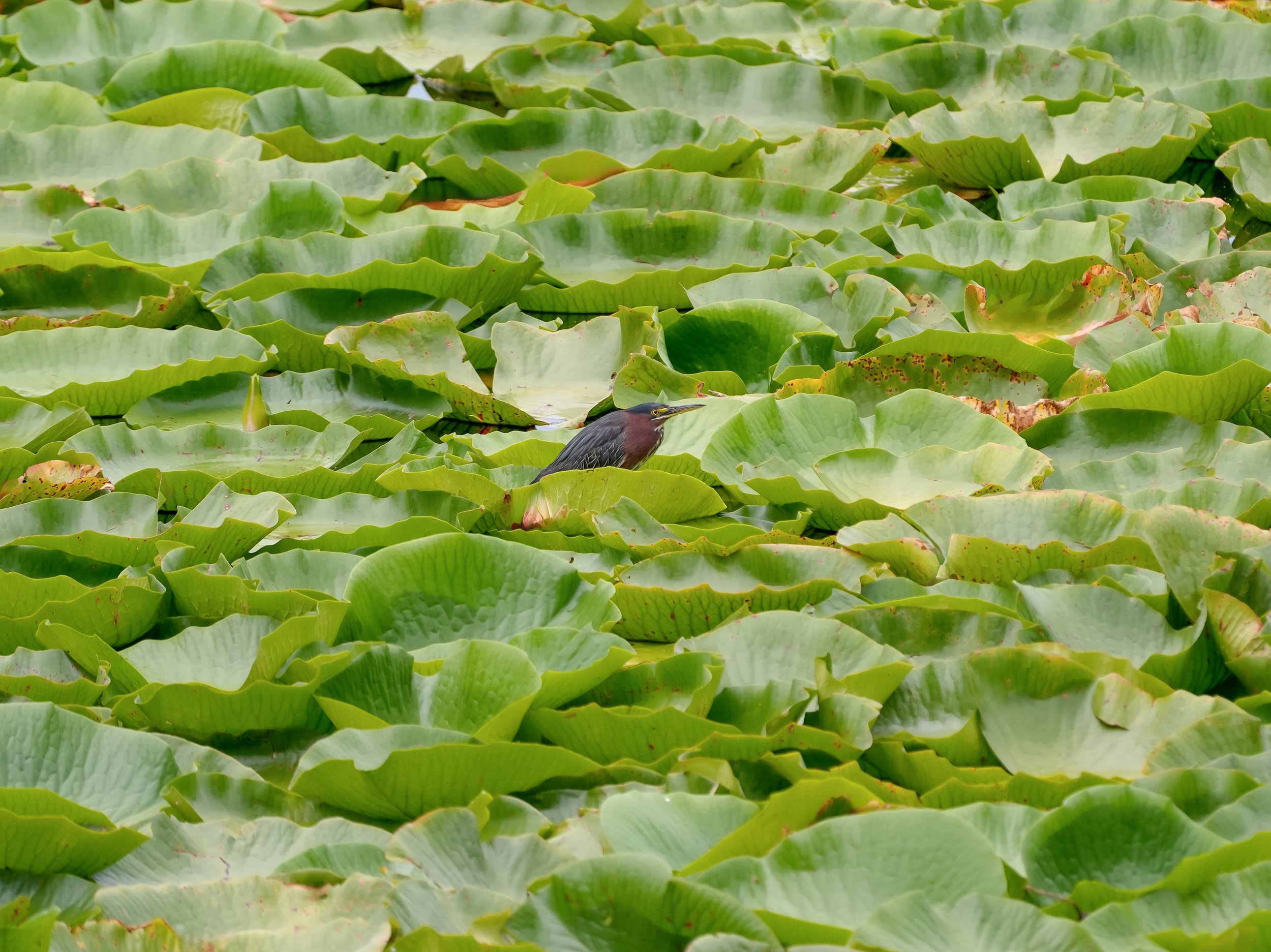 2026-7-17 - Green Heron in the Lotus leaves wide 0.jpg