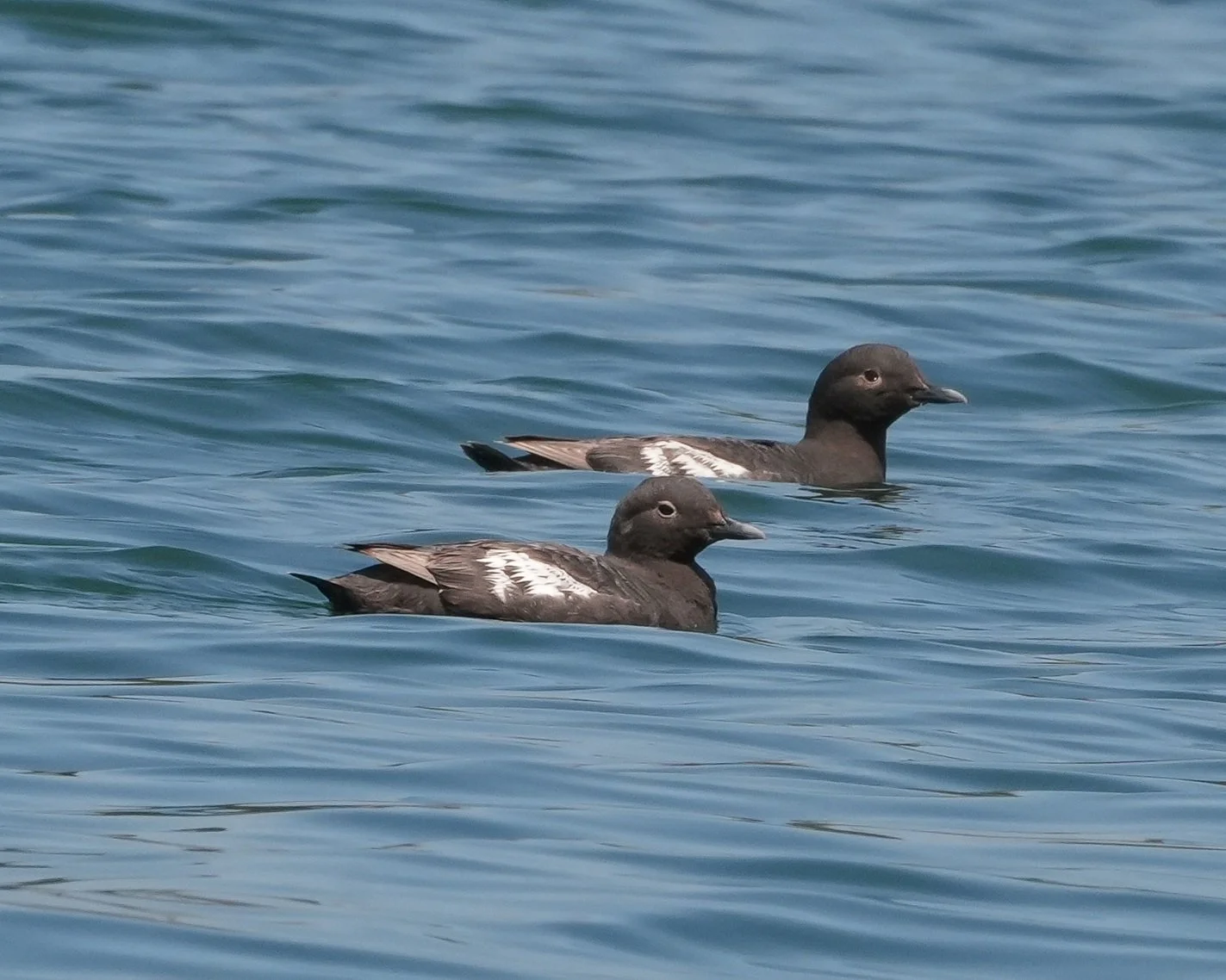 2026-8-7 - Pegeon Guillamots off Camano Island 000 small.jpg