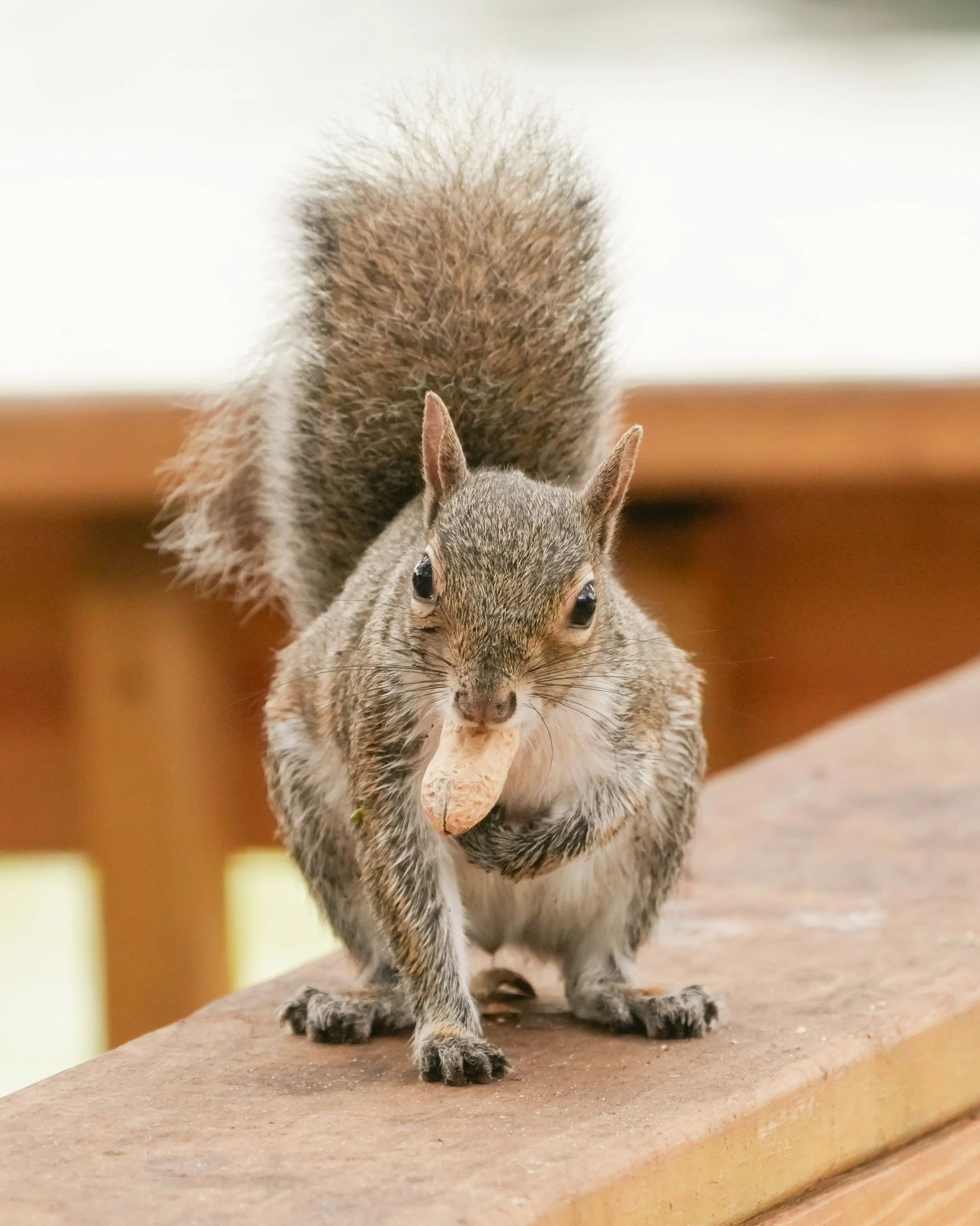 2026-1-2 - Eustis FL - Eastern Gray Squirrel 1.jpg