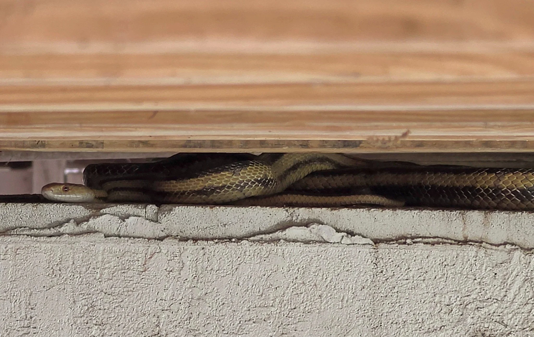 2026-5-24 - Yellow rat snake under my deck.jpg
