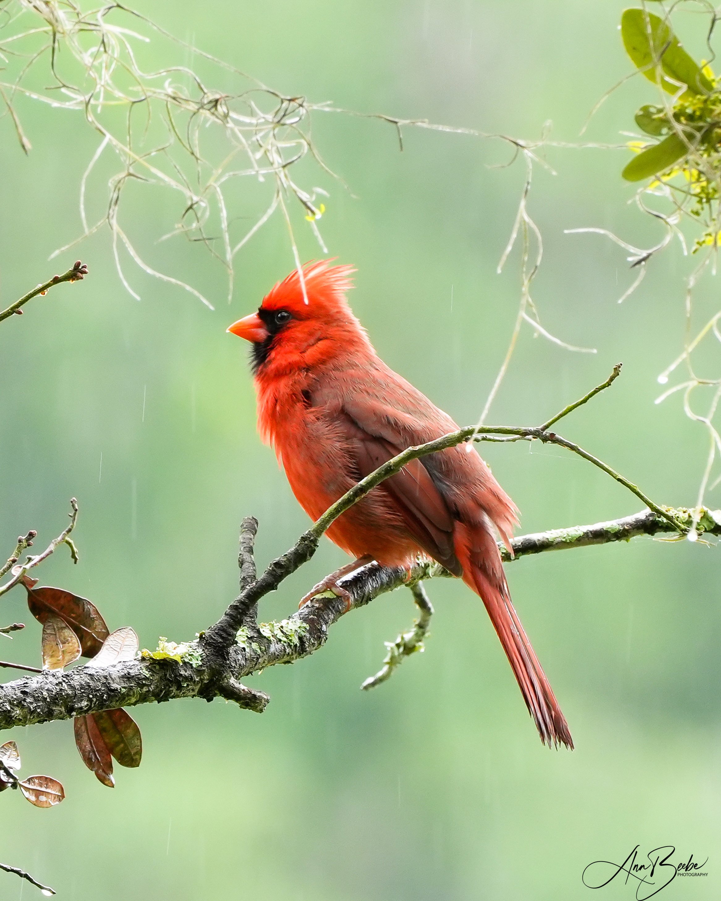 Cardinal - male - in the rain 0e - signed.jpg