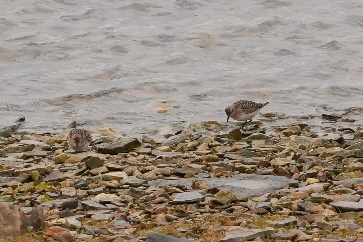 2026-8-20 - Bairds Sandpiper (2) - small.JPG