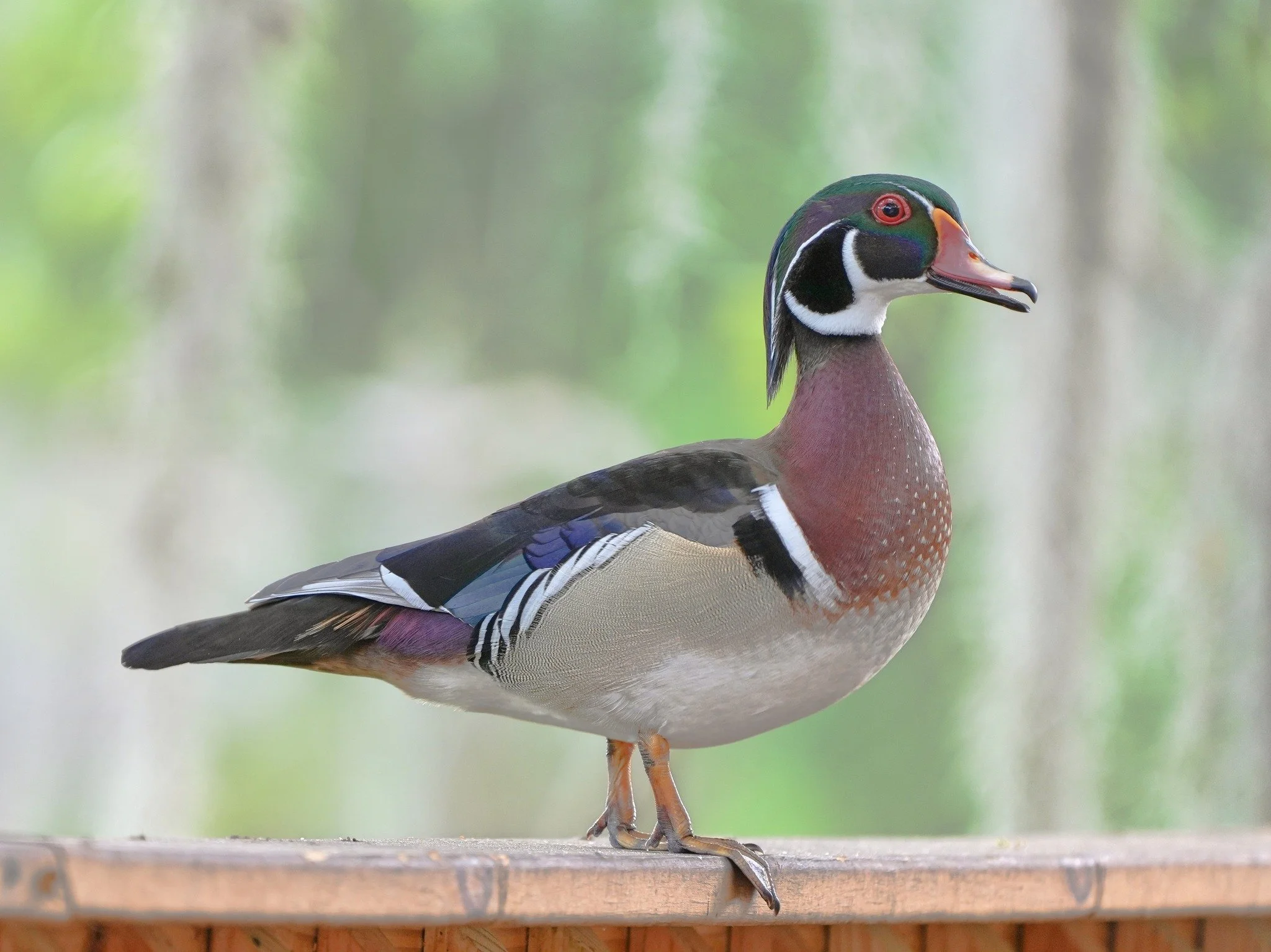 2026-4-10 - Male Wood Duck on my deck railing.jpg