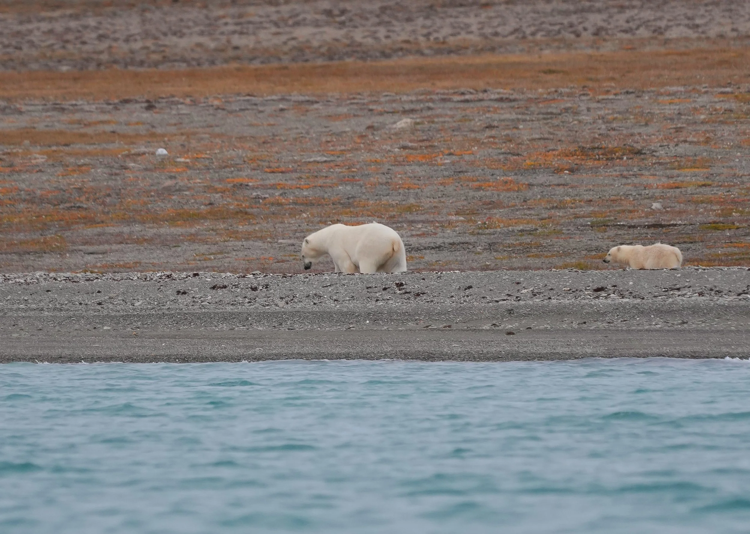 2026-8-23 - Coningham Bay - Zodiac trip - Polar Bear Mama and Cub walking heading toward shore 2 - small.jpg