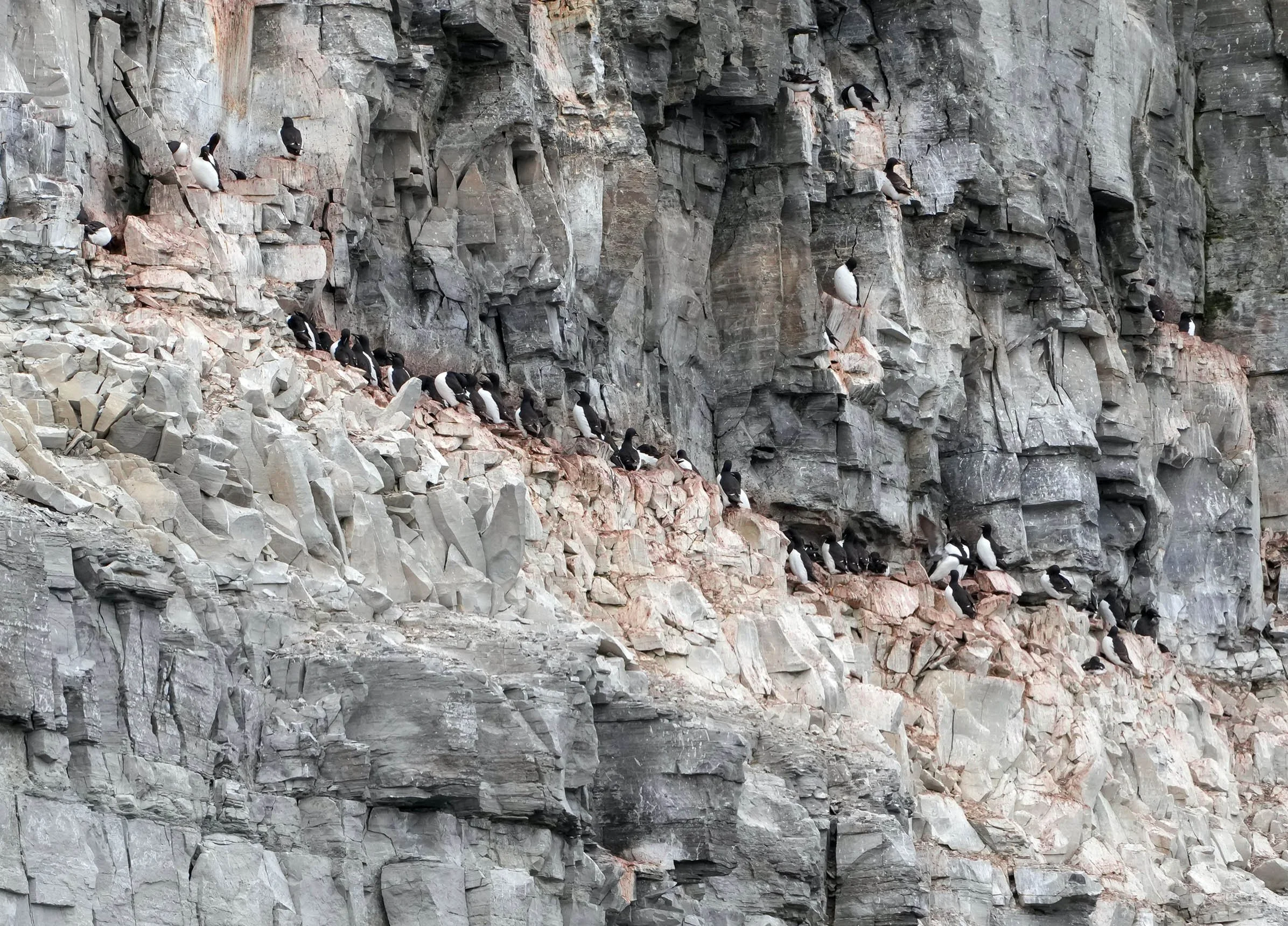 2026-8-25 - Port Leopold - Cliff of Thick-billed Murres 1 - small.jpg