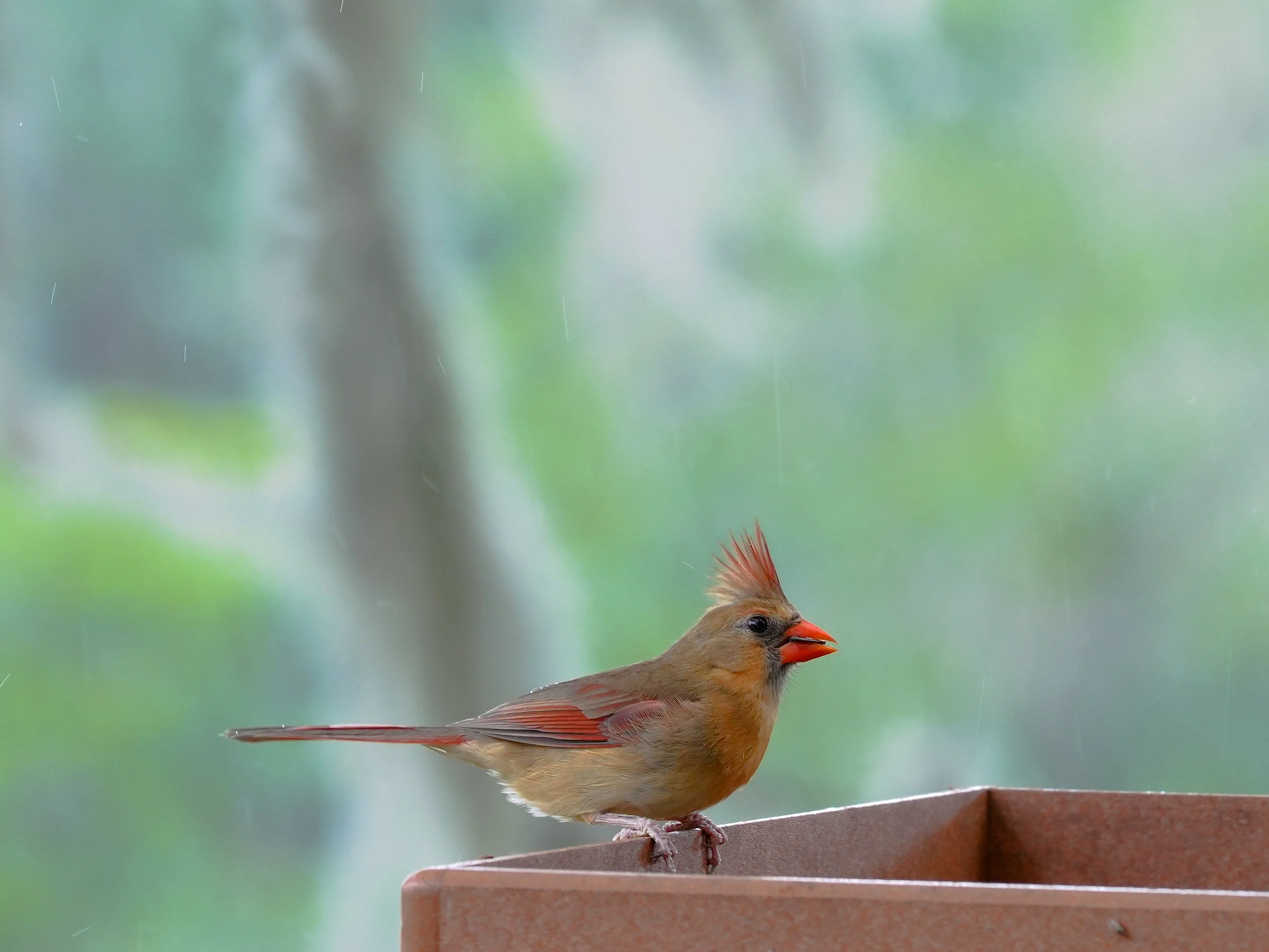 2026-5-16 - Female Cardinal in the rain.jpg
