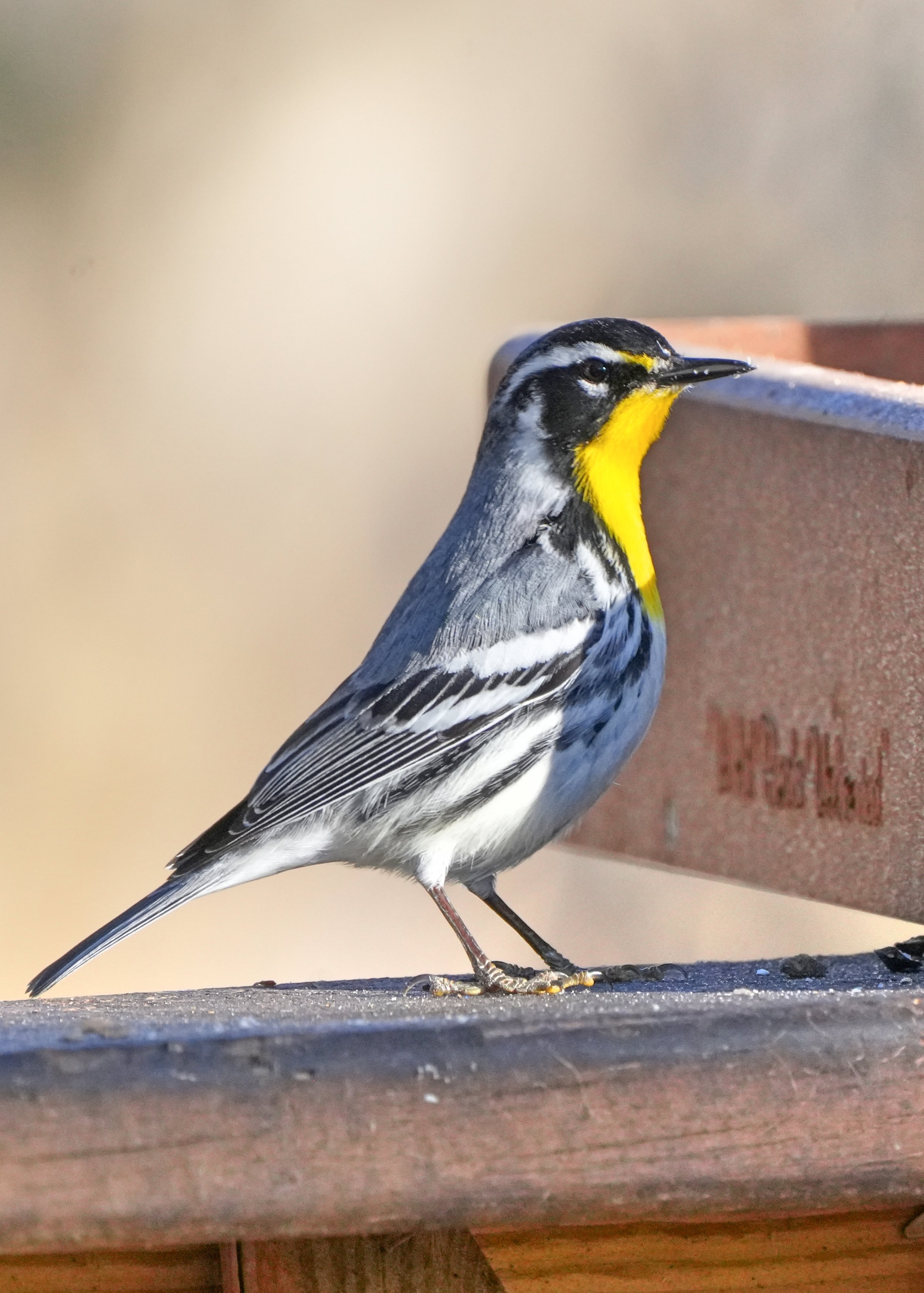 2026-2-24 - Yellow-throated Warbler (1).jpg