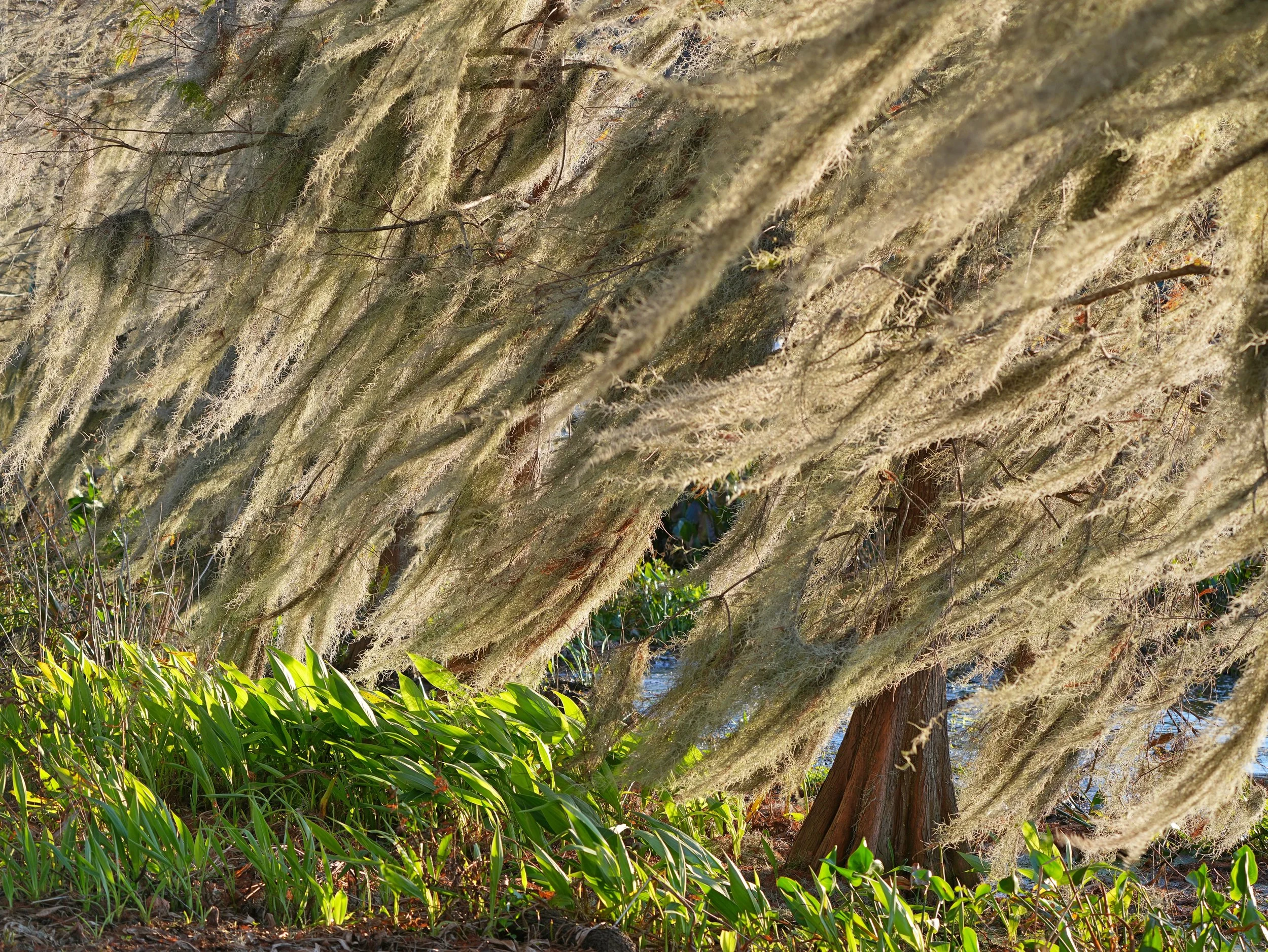 2026-1-15 - Spanish Moss in the wind.jpg