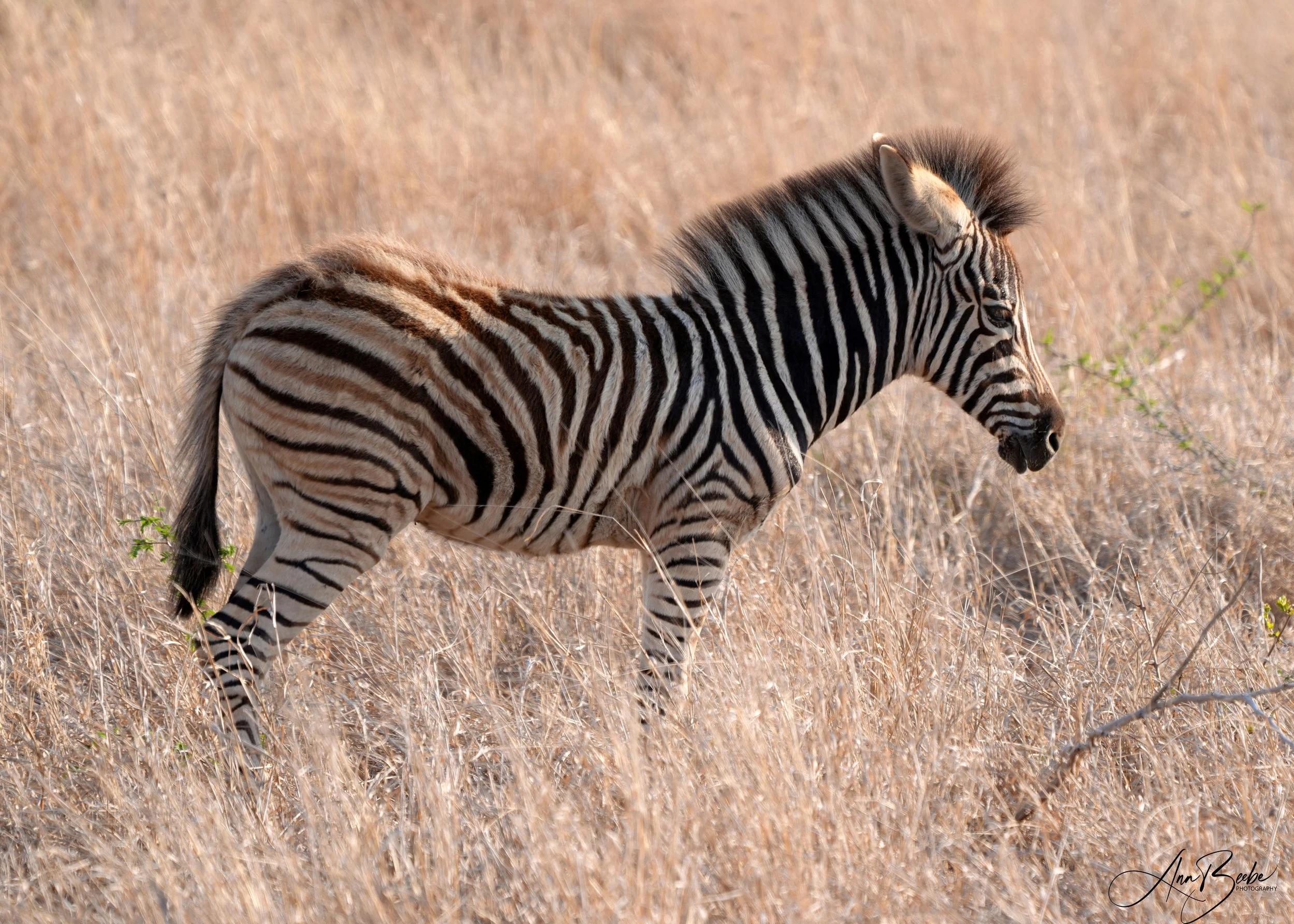 Zebra baby 1 - signed.jpg