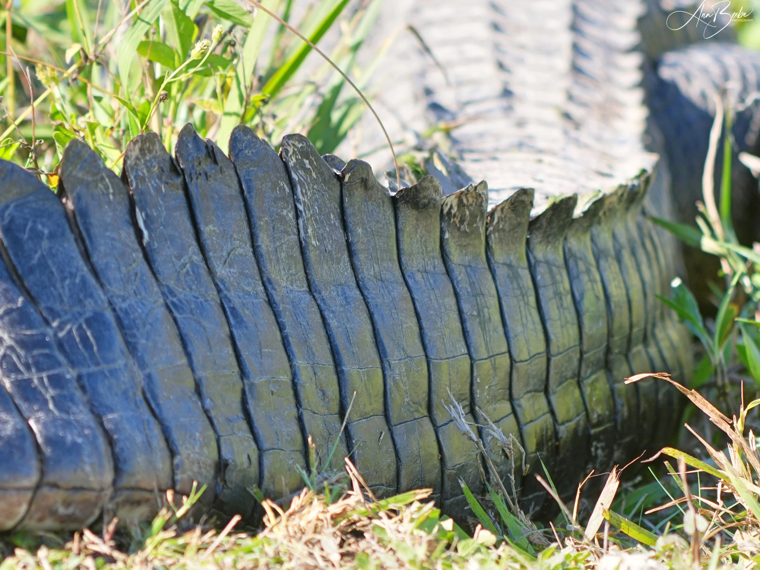 0 Abstract - Gator 1 - small - signed.jpg