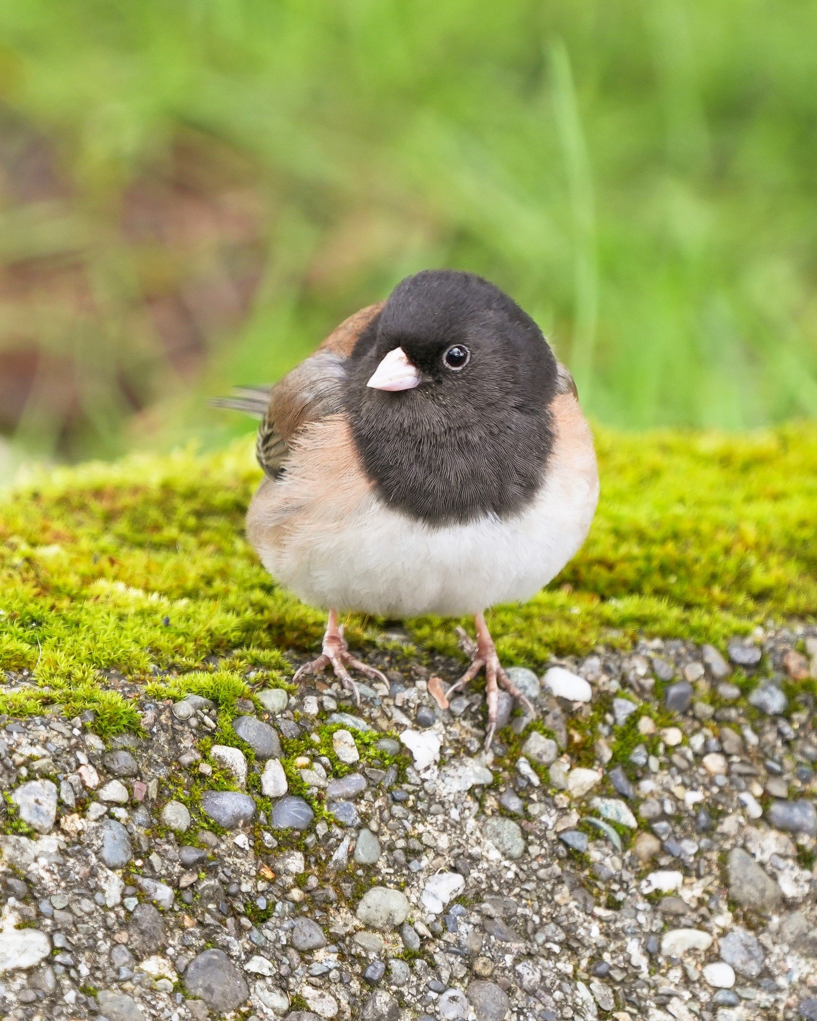 2026-3-14 - Dark-eyed Junco - Seattle.jpg