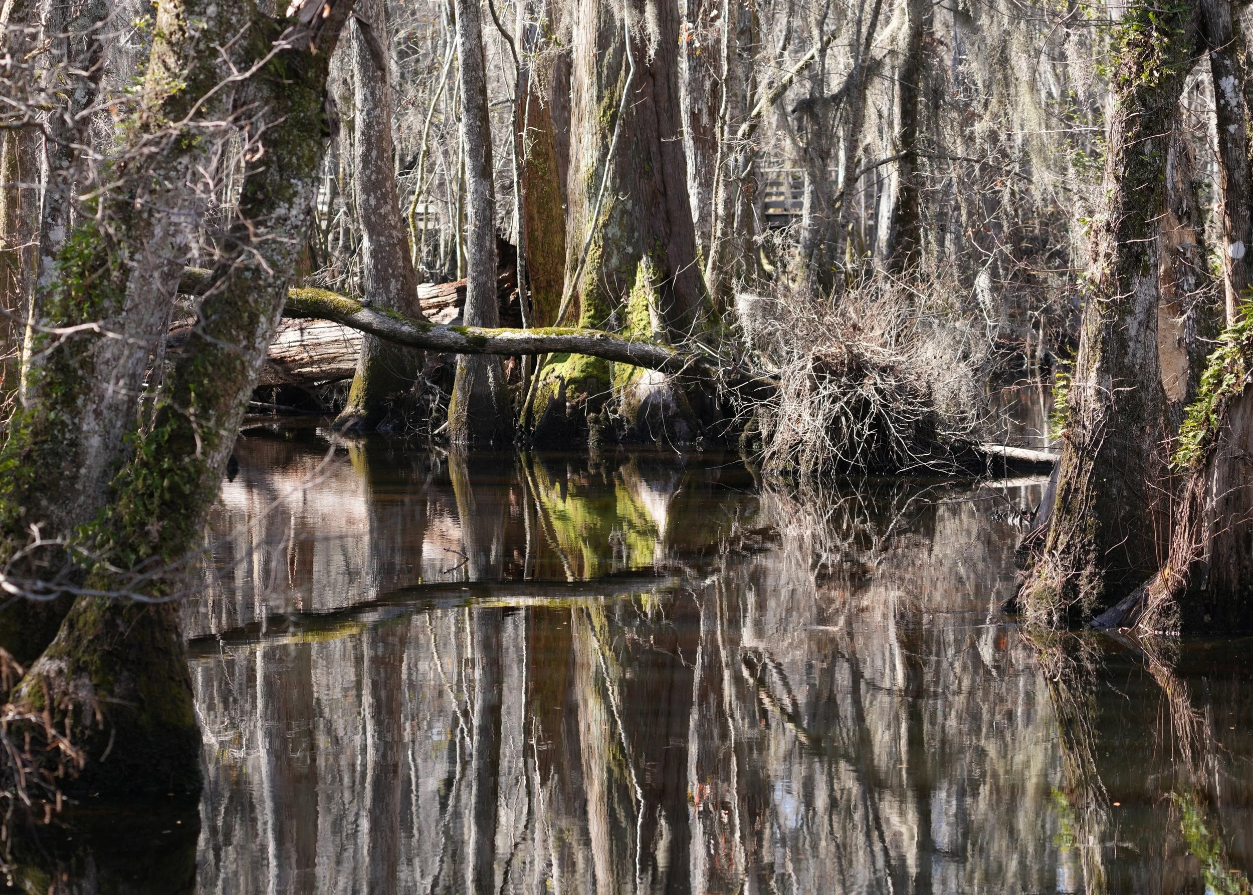 2026-2-6 - Cypress and Tupelo Swamp 00 small.jpg