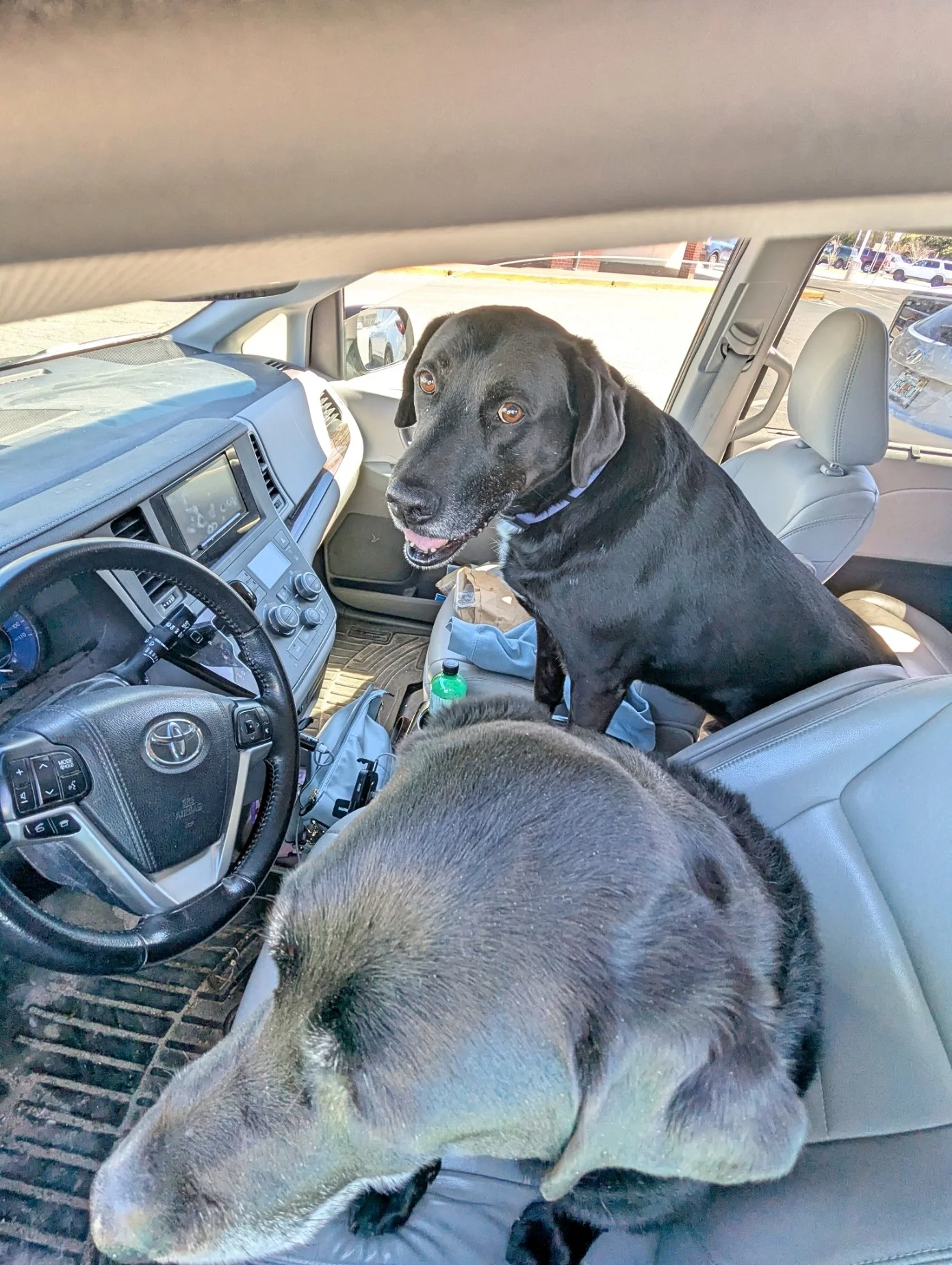 2026-2-23 - Dog drivers.jpg
